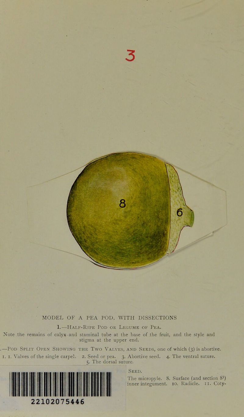 3 MODEL OF A PEA POD. WITH DISSECTIONS 1.—Half-Ripe Pod ok Legume of Pea. Note the remains of calyx and staminal tube at the base of the fruit, and the style and stigma at the upper end. .—Pod Split Open Showing the Two Valves, and Seeds, one of which (3) is abortive. 1. 1. Valves of the single carpel. 2. Seed or pea. 3. Abortive seed. 4. The ventral suture. 5. The dorsal suture. Seed. The micropyle. 8. Surface (and section 81) inner integument. 10. Radicle. 11. Coty- 22102075446