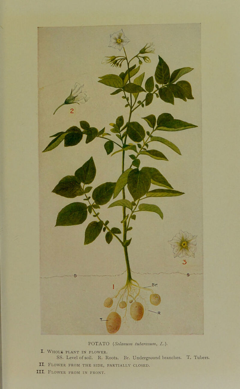 SS. Level of soil. R. Roots. Br. Underground branches. T. Tubers. II. Flower from the side, partially closed. III. Flower from in front.