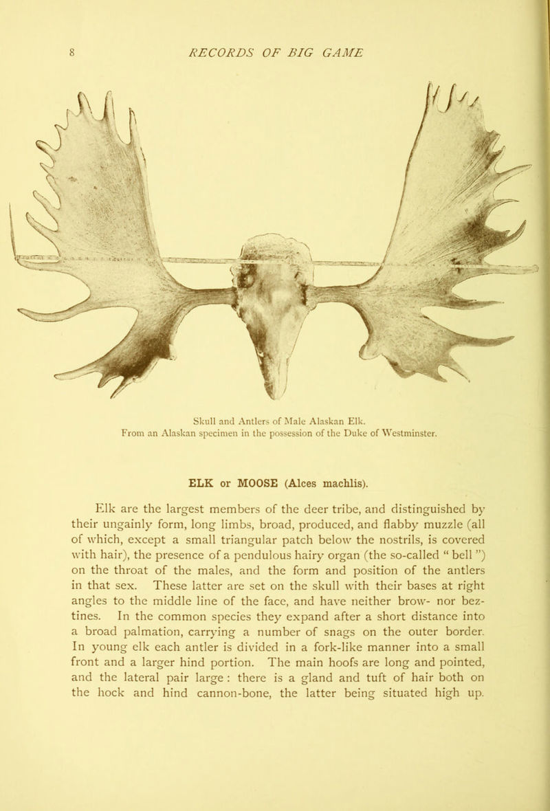 Skull and Antlers of Male Alaskan Elk. From an Alaskan specimen in the possession of the Duke of Westminster. ELK or MOOSE (Alces machlis). Elk are the largest members of the deer tribe, and distinguished by their ungainly form, long limbs, broad, produced, and flabby muzzle (all of which, except a small triangular patch below the nostrils, is covered with hair), the presence of a pendulous hairy organ (the so-called “ bell ”) on the throat of the males, and the form and position of the antlers in that sex. These latter are set on the skull with their bases at right angles to the middle line of the face, and have neither brow- nor bez- tines. In the common species they expand after a short distance into a broad palmation, carrying a number of snags on the outer border. In young elk each antler is divided in a fork-like manner into a small front and a larger hind portion. The main hoofs are long and pointed, and the lateral pair large : there is a gland and tuft of hair both on the hock and hind cannon-bone, the latter being situated high up.