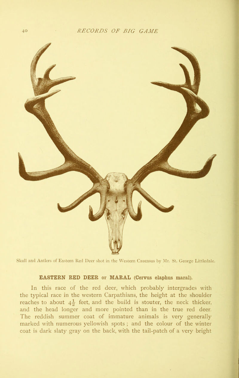 Skull and Antlers of Eastern Red Deer shot in the Western Caucasus by Mr. St. George Littledale. EASTERN RED DEER or MARAL (Cervus elaphus maral). In this race of the red deer, which probably intergrades with the typical race in the western Carpathians, the height at the shoulder reaches to about 4J feet, and the build is stouter, the neck thicker, and the head longer and more pointed than in the true red deer. The reddish summer coat of immature animals is very generally marked with numerous yellowish spots ; and the colour of the winter coat is dark slaty gray on the back, with the tail-patch of a very bright