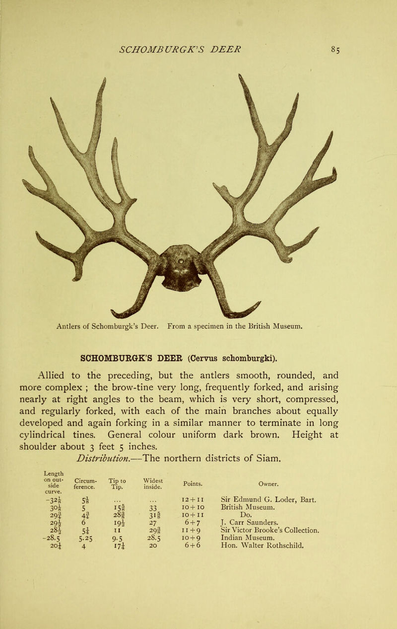 \ Antlers of Schomburgk’s Deer. From a specimen in the British Museum. SCHOMBURGK’S DEER (Cervus schomburgki). Allied to the preceding, but the antlers smooth, rounded, and more complex ; the brow-tine very long, frequently forked, and arising nearly at right angles to the beam, which is very short, compressed, and regularly forked, with each of the main branches about equally developed and again forking in a similar manner to terminate in long cylindrical tines. General colour uniform dark brown. Height at shoulder about 3 feet 5 inches. Distribution.—The northern districts of Siam. Length on out- side Circum- ference. Tip to Tip. Widest inside. Points. Owner. curve. -32t Si • . • ... 12+ II Sir Edmund G. Loder, Bart. 30-8- 5 15! 33 IO+ IO British Museum. 29S 4i 285 3if IO+ II Do. 6 i9i 27 6 + 7 J. Carr Saunders. 281 5i 11 29I 11 + 9 Sir Victor Brooke’s Collection, -28.5 5-25 9-5 28.5 10 + 9 Indian Museum. 20j 4 17\ 20 6 + 6 Hon. Walter Rothschild.