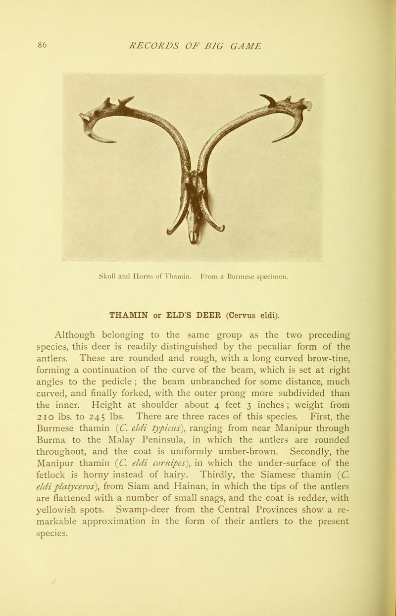 Skull and Horns of Thaniin. From a Burmese specimen. THAMIN or ELD’S DEER (Cervus eldi). Although belonging to the same group as the two preceding species, this deer is readily distinguished by the peculiar form of the antlers. These are rounded and rough, with a long curved brow-tine, forming a continuation of the curve of the beam, which is set at right angles to the pedicle ; the beam unbranched for some distance, much curved, and finally forked, with the outer prong more subdivided than the inner. Height at shoulder about 4 feet 3 inches ; weight from 210 lbs. to 245 lbs. There are three races of this species. First, the Burmese thamin (C. eldi typicus), ranging from near Manipur through Burma to the Malay Peninsula, in which the antlers are rounded throughout, and the coat is uniformly umber-brown. Secondly, the Manipur thamin (C. eldi cornipes), in which the under-surface of the fetlock is horny instead of hairy. Thirdly, the Siamese thamin (C. eldiplatyceros), from Siam and Hainan, in which the tips of the antlers are flattened with a number of small snags, and the coat is redder, with yellowish spots. Swamp-deer from the Central Provinces show a re- markable approximation in the form of their antlers to the present species.