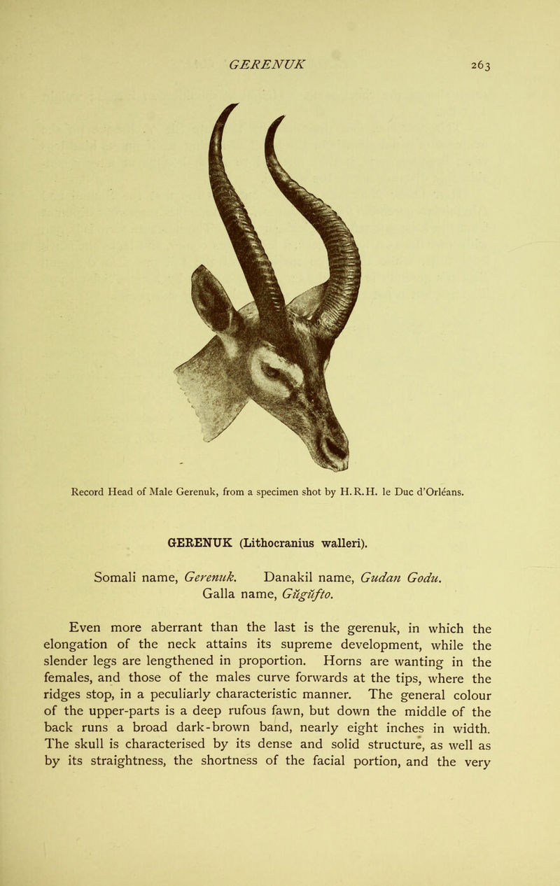 Record Head of Male Gerenuk, from a specimen shot by H.R.H. le Due d’Orleans. GERENUK (Lithocranius walleri). Somali name, Gerenuk. Danakil name, Gudan Godu. Galla name, Gugufto. Even more aberrant than the last is the gerenuk, in which the elongation of the neck attains its supreme development, while the slender legs are lengthened in proportion. Horns are wanting in the females, and those of the males curve forwards at the tips, where the ridges stop, in a peculiarly characteristic manner. The general colour of the upper-parts is a deep rufous fawn, but down the middle of the back runs a broad dark-brown band, nearly eight inches in width. The skull is characterised by its dense and solid structure, as well as by its straightness, the shortness of the facial portion, and the very