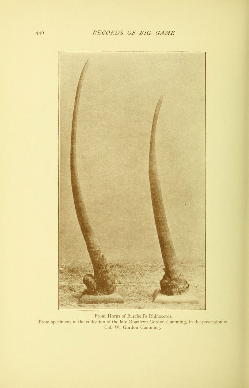 Front Horns of Burchell’s Rhinoceros. From specimens in the collection of the late Roualeyn Gordon Gumming, in the possession of Col. W. Gordon Cumming.