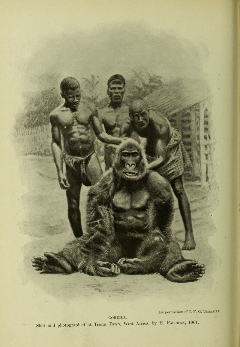 I By permission of J. F. G. XJmlauff. GORILt.A. Shot and photographed at Tsonu Town, West Africa, by H. Paschen, 1901