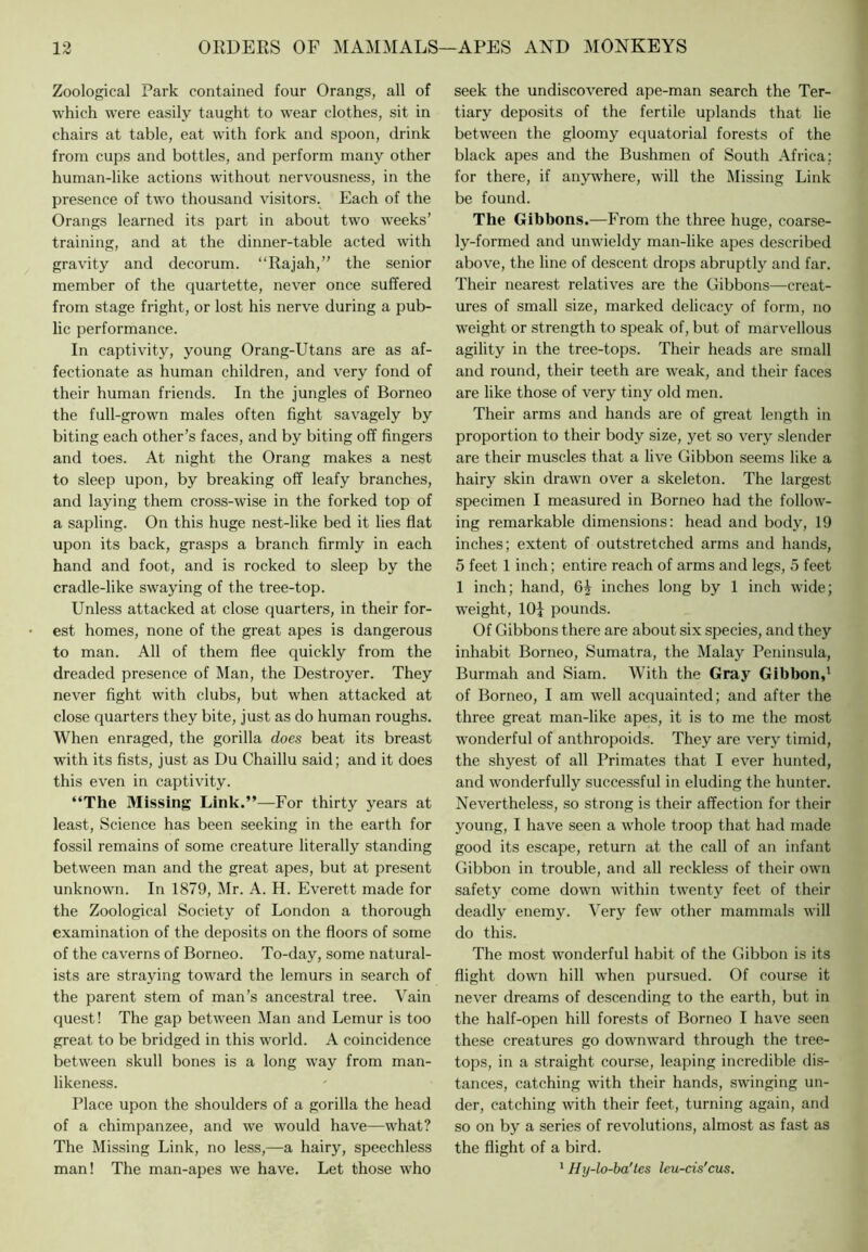 Zoological Park contained four Orangs, all of which were easily taught to wear clothes, sit in chairs at table, eat with fork and spoon, drink from cups and bottles, and perform many other human-like actions without nervousness, in the presence of two thousand visitors. Each of the Orangs learned its part in about two weeks’ training, and at the dinner-table acted with gravity and decorum. “Rajah,” the senior member of the quartette, never once suffered from stage fright, or lost his nerve during a pub- lic performance. In captivity, young Orang-Utans are as af- fectionate as human children, and very fond of their human friends. In the jungles of Borneo the full-grown males often fight sav^agely by biting each other’s faces, and by biting off fingers and toes. At night the Orang makes a nest to sleep upon, by breaking off leafy branches, and laying them cross-wise in the forked top of a sapling. On this huge nest-like bed it lies flat upon its back, grasps a branch firmly in each hand and foot, and is rocked to sleep by the cradle-like swaying of the tree-top. Unless attacked at close quarters, in their for- est homes, none of the great apes is dangerous to man. All of them flee quickly from the dreaded presence of Man, the Destroyer. They never fight with clubs, but when attacked at close quarters they bite, just as do human roughs. When enraged, the gorilla does beat its breast with its fists, just as Du Chaillu said; and it does this even in captivity. “The Missing Link.”—For thirty years at least. Science has been seeking in the earth for fossil remains of some creature literally standing between man and the great apes, but at present unknown. In 1879, Mr. A. H. Everett made for the Zoological Society of London a thorough examination of the deposits on the floors of some of the caverns of Borneo. To-day, some natural- ists are straying toward the lemurs in search of the parent stem of man’s ancestral tree. Vain quest! The gap between Man and Lemur is too great to be bridged in this world. A coincidence between skull bones is a long way from man- likeness. Place upon the shoulders of a gorilla the head of a chimpanzee, and we would have—what? The Missing Link, no less,—a hairy, speechless man! The man-apes we have. Let those who seek the undiscov'^ered ape-man search the Ter- tiary deposits of the fertile uplands that lie between the gloomy equatorial forests of the black apes and the Bushmen of South Africa; for there, if anywhere, will the Missing Link be found. The Gibbons.—From the three huge, coarse- ly-formed and unwieldy man-like apes described above, the line of descent drops abruptly and far. Their nearest relatives are the Gibbons—creat- ures of small size, marked delicacy of form, no weight or strength to speak of, but of marvellous agility in the tree-tops. Their heads are small and round, their teeth are weak, and their faces are like those of very tiny old men. Their arms and hands are of great length in proportion to their body size, yet so very slender are their muscles that a live Gibbon seems like a hairy skin drawn over a skeleton. The largest specimen I measured in Borneo had the follow- ing remarkable dimensions: head and body, 19 inches; extent of outstretched arms and hands, 5 feet 1 inch; entire reach of arms and legs, 5 feet 1 inch; hand, 6^ inches long by 1 inch wide; weight, lOi pounds. Of Gibbons there are about six species, and they inhabit Borneo, Sumatra, the Malay Peninsula, Burmah and Siam. With the Gray Gibbon,’ of Borneo, I am well acquainted; and after the three great man-like apes, it is to me the most wonderful of anthropoids. They are very timid, the shyest of all Primates that I ever hunted, and wonderfully successful in eluding the hunter. Nevertheless, so strong is their affection for their young, I have seen a whole troop that had made good its escape, return at the call of an infant Gibbon in trouble, and all reckless of their own safety come down within twenty feet of their deadly enemy. Very few other mammals will do this. The most wonderful habit of the Gibbon is its flight down hill when pursued. Of course it never dreams of descending to the earth, but in the half-open hill forests of Borneo I have seen these creatures go downward through the tree- tops, in a straight course, leaping incredible dis- tances, catching with their hands, swinging un- der, catching with their feet, turning again, and so on by a series of revolutions, almost as fast as the flight of a bird. ’ Hy-lo-ba'tes leu-cis'cus.