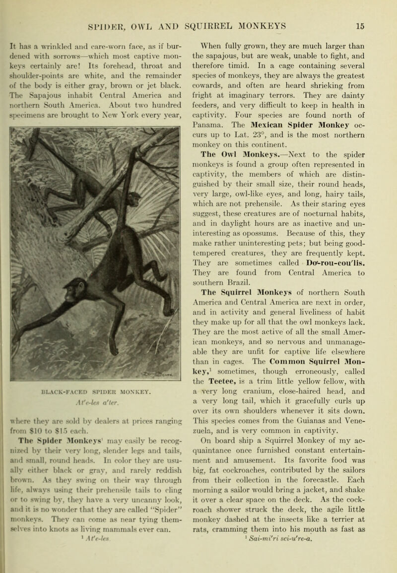 It has a wrinklod and care-worn face, as if bur- dened with sorrows—wliieh most captive mon- keys certainly are! Its forehead, throat and shoulder-points are white, and the remainder of the body is either gray, brown or jet black. The Sapajous inhabit ('entral America and northern South America. About two hundred si)ecimens are brought to Xcw York every year. BL.\CK-FArED SPIDER MONKEY. Al'r-Us a'ter. where they are sold by dealers at prices ranging from SIO to ?1.') each. The Spider 3Ionkeys' may easily be recog- nized by their very long, slender legs and tails, and small, round heads. In color they are usu- ally either black or gray, and rarely reddi.sh brown. .As they swing on their way through life, always u.sing their prehen.sile tails to cling or to swing by, they have a very uncanny look, and it is no wonder that they are called “Spider” monkeys. They can come as r<ear tying them- s»-be.‘ into knots as living mammals ever can. ’ .t t'r-lrs When fully grown, they are much larger than the sapajous, but are weak, unable to fight, and therefore timid. In a cage containing several species of monkeys, they are always the greatest cowards, and often are heard shrieking from fright at imaginary terrors. They are dainty feeders, and very difficult to keep in health in captivity. Four species are found north of Panama. The Mexican Spider Monkey oc- curs up to Lat. 23°, and is the most northern monkey on this continent. The Owl Monkeys.—Next to the spider monkeys is found a group often represented in captivity, the members of which are distin- guished by their small size, their round heads, very large, owl-like eyes, and long, hairy tails, which are not prehensile. As their staring eyes suggest, these creatures are of nocturnal habits, and in daylight hours are as inactive and un- interesting as opossums. Because of this, they make rather uninteresting pets; but being good- tempered creatures, they are frequently kept. They are sometimes called Do'-rou-couTis. They are found from Central America to southern Brazil. The Squirrel 3Ionkeys of northern South America and Central America are next in order, and in activity and general liveliness of habit they make up for all that the owl monkeys lack. They are the most active of all the small Amer- ican monkeys, and so nervous and unmanage- able they are unfit for captive life elsewhere than in cages. The Common Squirrel Mon- key,’ sometimes, though erroneously, called the Teetee, is a trim little yellow fellow, with a very long cranium, close-haired head, and a very long tail, which it gracefully curls up over its own shoulders whenever it sits down. This species comes from the Guianas and Vene- zuela, and is very common in captivity. On board ship a Squirrel IMonkey of my ac- quaintance once furnished constant entertain- ment and amu.sement. Its favorite food was big, fat cockroaches, contributed by the sailors from their collection in the forecastle. Each morning a .sailor would bring a jacket, and shake it over a clear space on the deck. As the cock- roach shower struck the deck, the agile little monkey da.shed at the iirsects like a terrier at rats, cramming them into his mouth as fast as ' Sai-mi'ri sci-u're-a.