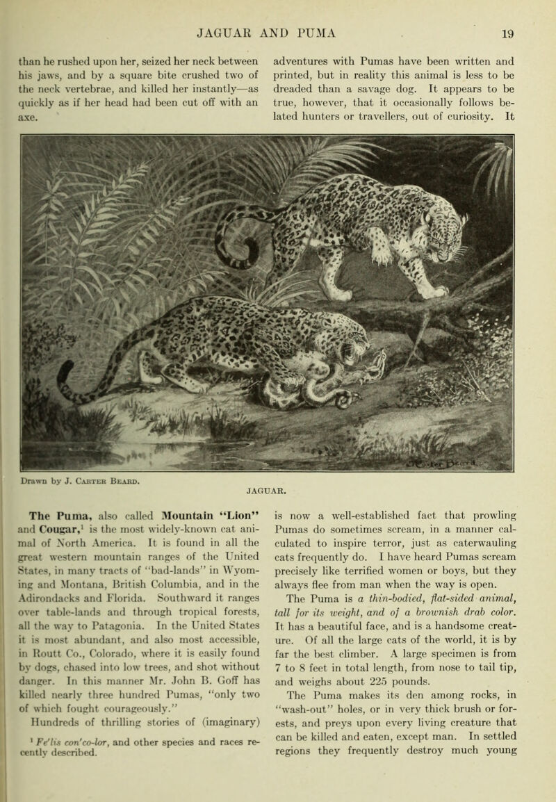 than he rushed upon her, seized her neck between his jaws, and by a square bite crushed two of the neck vertebrae, and killed her instantly—as (}uickly as if her head had been cut off with an axe. adventures with Pumas have been written and printed, but in reality this animal is less to be dreaded than a savage dog. It appears to be true, however, that it occasionally follows be- lated hunters or travellers, out of curiosity. It Drawn by J. Carter Beard. JAGUAR. The Puma, also called Mountain “Lion” and Cougar,* is the most widely-known cat ani- mal of North America. It is found in all the great western mountain ranges of the United States, in many tracts of “bad-lands” in Wyom- ing and Montana, Hritish Columbia, and in the -\dirondacks and Florida. Southward it ranges over table-lands and through tropical forests, all the way to Patagonia. In the United States it is most abundant, and also most accessible, in Routt Co., Colorado, where it is easily found by dogs, ch.a.sed into low trees, and shot without danger. In this manner Mr. .lohn B. Goff has killed nearly three hundred Pumas, “only two of which fought courageously.” Hundreds of thrilling stories of (imaginary) ' fV/iA con'co-lor, and other species and races re- centlv described. is now a well-established fact that prowling Pumas do .sometimes scream, in a manner cal- culated to inspire terror, just as caterwauling cats frequently do. I have heard Pumas scream precisely like terrified women or boys, but they always flee from man when the way is open. The Puma is a thin-bodied, flat-sided animal, tall for its weight, and of a brownish drab color. It has a beautiful face, and is a handsome creat- ure. Of all the large cats of the world, it is by far the best climber. A large specimen is from 7 to 8 feet in total length, from nose to tail tip, and weighs about 225 pounds. The Puma makes its den among rocks, in “wash-out” holes, or in very thick brush or for- ests, and preys upon every living creature that can be killed and eaten, except man. In settled regions they frequently destroy much young