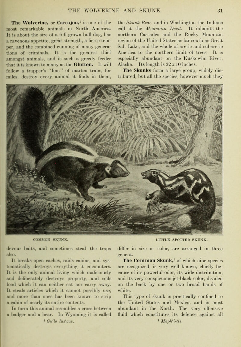 The Wolverine, or Carcajou,‘ is one of the most remarkable animals in North America. It is about the size of a full-grown bull-dog, has a ravenous appetite, great strength, a fierce tem- per, and the combined cunning of many genera- tions of criminals. It is the greatest thief amongst animals, and is such a greedy feeder that it is known to many as the Glutton. It will follow a trapper’s “line” of marten traps, for miles, destroy ever}' animal it finds in them, the Skunk-Bear, and in Washington the Indians call it the Mountain Devil. It inhabits the northern Cascades and the Rocky Mountain region of the United States as far south as Great Salt Lake, and the whole of arctic and subarctic America to the northern limit of trees. It is especially abundant on the Kuskowim River, Alaska. Its length is 32 x 10 inches. The Skunks form a large group, widely dis- tributed, but all the species, however much they mm/if COMMON' .SKUNK. LITTLE SPOTTED SKUNK. devour baits, and sometimes steal the traps also. It breaks open caches, raids cabins, and sys- tematically destroys everything it encounters. It is the only animal living which maliciously and deliberately destroys property, and soils food which it can neither eat nor carry away. It steals articles which it cannot possibly use, and more than once has been known to strip a cabin of nearly its entire eontents. In form this animal resembles a cross between a badger and a bear. In Wyoming it is called * Gu'lo lus'eus. differ in size or color, are arranged in three genera. The Common Skunk,‘ of which nine species are recognized, is very well known, chiefly be- cause of its jiowerful odor, its wide distribution, and its v'ery conspicuous jet-black color, divided on the back by one or two broad bands of white. This type of skunk is practically confined to the United States and Mexico, and is most abundant in the North. The very offensive fluid which constitutes its defence against all ‘ Meph'i-tis.