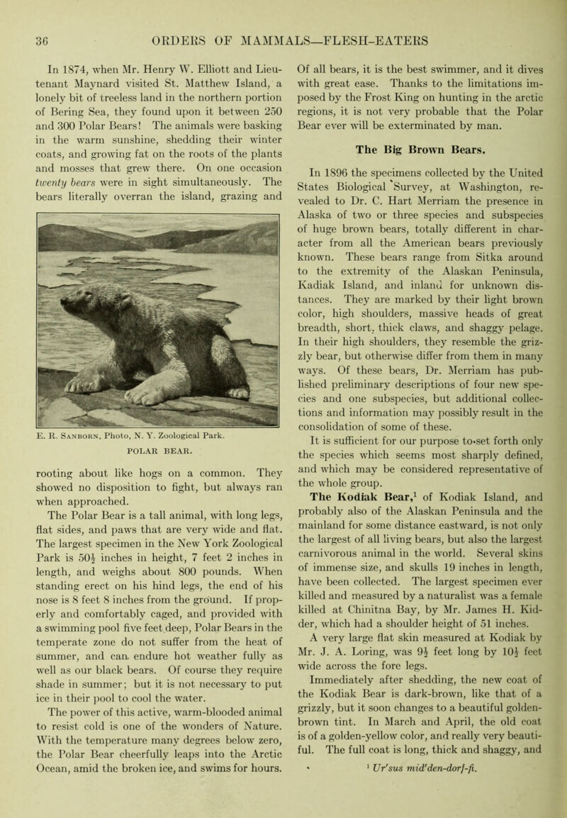 In 1874, when Mr. Henry W. Elliott and Lieu- tenant Maynard visited St. Matthew Island, a lonely bit of treeless land in the northern portion of Bering Sea, they found upon it between 250 and 300 Polar Bears! The animals were basking in the warm sunshine, shedding their winter coats, and growing fat on the roots of the plants and mosses that grew there. On one occasion twenty bears were in sight simultaneously. The bears literally overran the island, grazing and E. R. S.1NBORN, Photo, N. Y. Zoological Park. POLAR BE.^R. rooting about like hogs on a common. They showed no disposition to fight, but always ran when approached. The Polar Bear is a tall animal, with long legs, flat sides, and paws that are very wide and fiat. The largest specimen in the New York Zoological Park is 50^ inches in height, 7 feet 2 inches in length, and weighs about 800 pounds. When standing erect on his hind legs, the end of his nose is 8 feet 8 inches from the ground. If prop- erly and comfortably caged, and provided with a swimming pool five feet deep. Polar Bears in the temperate zone do not suffer from the heat of summer, and can. endure hot weather fully as well as our black bears. Of course they require shade in summer; but it is not necessary to put ice in their jiool to cool the water. The power of this active, warm-blooded animal to resist cold is one of the w'onders of Nature. With the temperature many degrees below zero, the Polar Bear cheerfully leaps into the Arctic Ocean, amid the broken ice, and swims for hours. Of all bears, it is the best swimmer, and it dives with great ease. Thanks to the limitations im- posed by the Frost King on hunting in the arctic regions, it is not very probable that the Polar Bear ever will be exterminated by man. The Big Brown Bears. In 1896 the specimens collected by the United States Biological Survey, at Washington, re- vealed to Ur. C. Hart Merriam the presence in Alaska of two or three species and subspecies of huge brown bears, totally different in char- acter from all the American bears previously known. These bears range from Sitka around to the extremity of the Alaskan Peninsula, Kadiak Island, and inland for unknown dis- tances. They are marked by their light brown color, high shoulders, massive heads of great breadth, short, thick claws, and shaggy pelage. In their high shoulders, they resemble the griz- zly bear, but otherwise differ from them in many ways. Of these bears. Dr. Merriam has pub- lished preliminary descriptions of four new spe- cies and one subspecies, but additional collec- tions and information may possibly result in the consolidation of some of these. It is sufficient for our purpose to*set forth only the species which seems most sharply defined, and which may be considered representative of the whole group. The Kodiak Bear,^ of Kodiak Island, and probably also of the Alaskan Peninsula and the mainland for some distance eastward, is not only the largest of all living bears, but also the largest carnivorous animal in the world. Several skins of immense size, and skulls 19 inches in length, have been collected. The largest specimen ever killed and measured by a naturalist was a female killed at Chinitna Bay, by Mr. James II. Kid- der, which had a shoulder height of 51 inches. A very large flat skin measured at Kodiak by Mr. J. A. Loring, was 9J feet long by lOJ feet wide across the fore legs. Immediately after shedding, the new coat of the Kodiak Bear is dark-brown, like that of a grizzly, but it soon changes to a beautiful golden- brown tint. In March and April, the old coat is of a golden-yellow color, and really very beauti- ful. The full coat is long, thick and shaggy, and • ’ Ur'sus mid'den-dorf-fi.