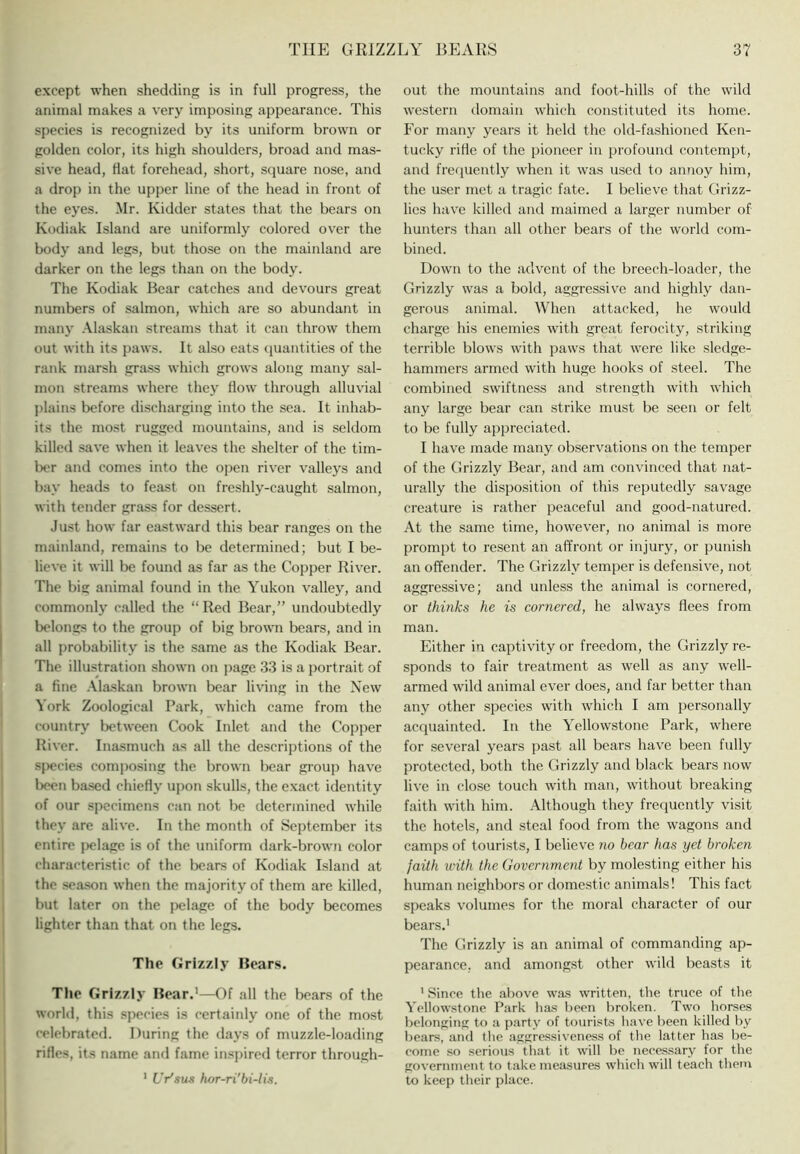 except when shedding is in full progress, the animal makes a very imposing appearance. This species is recognized by its uniform brown or golden color, its high shoulders, broad and mas- sive head, Hat forehead, short, square nose, and a drop in the upper line of the head in front of the eyes. Mr. Kidder states that the bears on Kodiak Island are uniformly colored over the body and legs, but those on the mainland are darker on the legs than on the body. The Kodiak Bear catches and devours great numbers of salmon, which are so abundant in many .\laskan streams that it can throw them out with its paws. It also eats (juantities of the rank marsh grass which grows along many sal- mon streams where they flow through alluvial plains before discliarging into the sea. It inhab- its the most rugged mountains, and is seldom killed save when it leaves the shelter of the tim- ber and comes into the open river valleys and bay heads to feast on freshly-caught salmon, with tender grass for dessert. Just how far eastward this bear ranges on the mainland, remains to be determined; but I be- lieve it will be found as far as the Copper River. The big animal found in the Yukon valley, and commonly called the “Red Bear,” undoubtedly belongs to the group of big brown boars, and in all probability is the same as the Kodiak Bear. The illustration shown on page 33 is a portrait of a fine .\la.skan brown bear living in the New York Zoological Park, which came from the country between Cook Inlet and the Copper River. Inasmuch as all the descriptions of the s|)ecies composing the brown bear group have been based chiefly upon skulls, the exact identity of our specimens can not be determined while they are alive. In the month of September its entire j)elage is of the uniform dark-brown color characteristic of the bears of Kodiak Island at the season when the majority of them are killed, but later on the pelage of the body becomes lighter than that on the legs. The Grizzly Bears. Tlie Grizzly Bear.’—Of all the bears of the world, this .species is certainly one of the mo.st celebrated. During the days of muzzle-loading rifles, its name and fame in.spired terror through- ' Ur'sus hor-ri'bi-Us. out the mountains and foot-hills of the wild w’estern domain which constituted its home. For many years it held the old-fashioned Ken- tucky rifle of the pioneer in profound contempt, and frequently when it was used to annoy him, the user met a tragic fate. I believe that Grizz- lies hav'e killed and maimed a larger number of hunters than all other bears of the world com- bined. Down to the advent of the breech-loader, the Grizzly was a bold, aggressive and highly dan- gerous animal. When attacked, he would charge his enemies with great ferocity, striking terrible blows with paws that were like sledge- hammers armed with huge hooks of steel. The combined swiftness and strength with which any large bear can strike must be seen or felt to be fully a]>preciated. I have made many ob.servations on the temper of the Grizzly Bear, and am convinced that nat- urally the disposition of this reputedly savage creature is rather peaceful and good-natured. At the same time, however, no animal is more prompt to resent an affront or injury, or punish an offender. The Grizzly temper is defensive, not aggressive; and unless the animal is cornered, or thinks he is cornered, he always flees from man. Either in captivity or freedom, the Grizzly re- sponds to fair treatment as well as any well- armed wild animal ever does, and far better than any other species with which I am personally acquainted. In the Yellowstone Park, where for several years past all bears have been fully protected, both the Grizzly and black bears now live in close touch with man, without breaking faith with him. Although they frequently visit the hotels, and steal food from the wagons and camps of tourists, I believe no hear has yet broken faith with the (iovernment by molesting either his human neighbors or domestic animals! This fact speaks volumes for the moral character of our bears.' The Grizzly is an animal of commanding ap- pearance, and amongst other wild beasts it ' Since the above was written, the truce of the Yellowstone Park has been broken. Two horses belonging to a party of to\irisbs have been killed by bears, and the aggressiveness of the latter has be- come so serious that it will be nece.ssary for the government to take measures which will teach them to keep their place.
