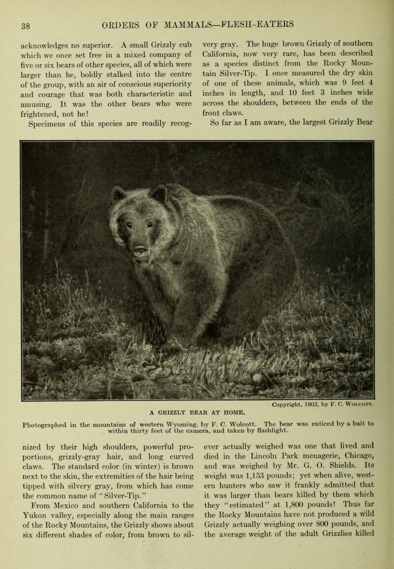 acknowledges no superior. A small Grizzly cub which we once set free in a mixed company of five or six bears of other species, all of which were larger than he, boldly stalked into the centre of the group, with an air of conscious superiority and courage that was both characteristic and amusing. It was the other bears who were frightened, not he! Specimens of this species are readily recog- very gray. The huge brown Grizzly of southern California, now very rare, has been described as a species distinct from the Rocky Moun- tain Silver-Tip. I once measured the dry skin of one of these animals, which was 9 feet 4 inches in length, and 10 feet 3 inches wide across the shoulders, between the ends of the front claws. So far as I am aware, the largest Grizzly Bear Copyright, 1902, by F. C. Wolcott. A GRIZZLY BEAR AT HOME, Photographed in the mountains of western Wyoming, by F. C. Wolcott. The bear was enticed by a bait to within thirty feet of the camera, and taken by flashlight. nized by their high shoulders, powerful pro- portions, grizzly-gray hair, and long curved claws. The standard color (in winter) is brown next to the skin, the extremities of the hair being tipped with silvery gray, from which has come the common name of “Silver-Tip.” From Mexico and southern California to the Yukon valley, especially along the main ranges of the Rocky Mountains, the Grizzly shows about six different shades of color, from brown to sil- ever actually weighed was one that lived and died in the Lincoln Park menagerie, Chicago, and was weighed by Mr. G. O. Shields. Its weight was 1,153 pounds; yet when alive, west- ern hunters who saw it frankly admitted that it was larger than bears killed by them which they “estimated” at 1,800 pounds! Thus far the Rocky Mountains have not produced a wild Grizzly actually weighing over 800 pounds, and the average weight of the adult Grizzlies killed