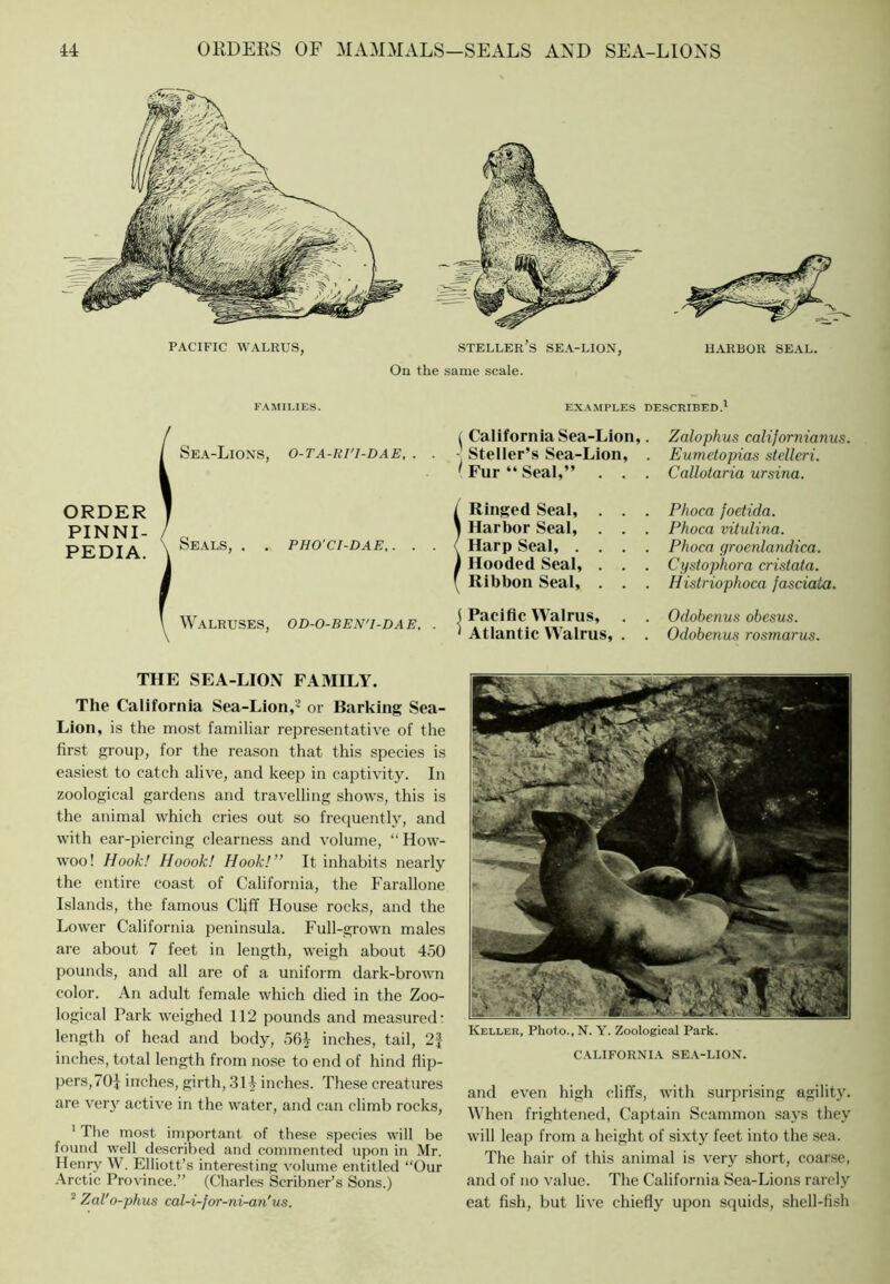 PACIFIC WALRUS, speller’s sea-lion, On the same scale. HARBOR SEAL. F.^MILIES. EX.\.MPLES DESCRIBED.' ORDER PINNI- PEDIA. SE.t.-LlONS, 1 California Sea-Lion,. Zalophus californianus. Eumetopias stelleri. O-TA-Iil'I-DAE, . . ■ Steller’s Sea-Lion, . 'Fur “Seal,” . . . Callotaria ursina. Ringed Seal, . . . Phoca foetida. 1 Harbor Seal, . . . Phoca vitulina. Seals, . . PHO'CI-DAE, . . . ! Harp Seal, . . . . Phoca groenlandica. 1 Hooded Seal, . . . Cystophora cristata. Ribbon Seal, . . . Histriophoca fasciola. Walruses, OD-O-BEN'I-DAE, . (Pacific Walrus, . . ' Atlantic Walrus, . . Odobenus obesus. Odobenus rosmarus. THE SEA-LION FAMILY. The California Sea-Lion,'^ or Barking Sea- Lion, is the most familiar representative of the first group, for the reason that this species is easiest to catch alive, and keep in captivity. In zoological gardens and travelling shows, this is the animal which cries out so frequenth^ and with ear-piercing clearness and volume, “ How- woo! Hook! Hoook! Hook!” It inhabits nearly the entire coast of California, the Farallone Islands, the famous Cliff House rocks, and the Lower California peninsula. Full-grown males are about 7 feet in length, weigh about 450 pounds, and all are of a uniform dark-brown color. An adult female which died in the Zoo- logical Park weighed 112 pounds and measured- length of head and body, 564 inches, tail, inches, total length from nose to end of hind flip- pers,701 inches, girth, 314 inches. These creatures are ver}’^ active in the water, and can climb rocks, ' Tlie most important of these species will be found well described and commented upon in Mr. Henry W. Elliott’s interesting volume entitled “Our Arctic Province.’’ (Charles Scribner’s Sons.) ^ Zal'o-phus cal-i-for-ni-an'us. Keller, Photo., N. Y. Zoological Park. CALIFORNIA SE.V-LION. and even high cliffs, with surprising agility. When frightened. Captain Scammon says they will leap from a height of sixty feet into the sea. The hair of this animal is very short, coarse, and of no value. The California Sea-Lions rarely eat fish, but live chiefly upon squids, shell-fish