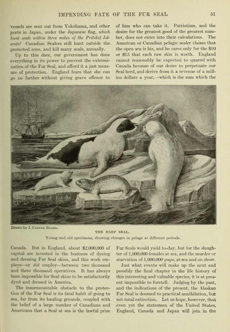 vessels are sent out from Yokohama, and other ports in Japan, under the Japanese flag, which hunt seals within three rnilcs of the Prihiloj Isl- ands! Canadian Scalers still hunt outside the, protected zone, ami kill many seals, annually. Up to this date, our government has done everything in its power to prevent the extermi- nation of the Fur Seal, and afford it a just meas- ure of protection. England fears that she can go no farther without giving grave offence to of him who can take it. Patriotism, and the desire for the greatest good of the greatest num- ber, does not enter into their calculations. The American or Canadian pelagic sealer claims that the open sea is his, and he cares only for the $10 or $15 that each raw skin is worth. England cannot rea.sonably be expected to quarrel with Canada because of our desire to perpetuate our Seal herd, and derive from it a revenue of a mill- ion dollars a year,—which is the sum which the Drawn by J. C.^rter Beard. THE H.VRP SE.\L. Young and old specimens, showing changes in pelage at different periods. Canada. Hut in England, about $2,00(),(XX) of ca|)ital are invested in the business of dyeing and dres,-sing Fur Seal skins, and this work em- ploys—or did employ—Ix'twcen two thousand and three thousand operatives. It has always l>een impo.ssible for Seal skins to be satisfactorily dyed and dres.sed in .\merica. The insurmountable obstacle to the j)rotec- tion of the Fur Seal is its fatal habit of going to .'‘(■a, far from its hauling grounds, coupled with the Ix-lief of a large number of ('anadians and .\mericans that a Seal at sea is the lawful prize Fur Seals would yield to-day, but for the slaugh- ter of 1,000,000 females at sea, and the murder or starvation of 1,000,000 pups, at sea and on shore. Just what events will make up the next and possibly the final chapter in the life history of this interesting and valuable species, it is at pres- ent impossible to foretell. Judging by the past, and the indications of the present, the Alaskan Fur Seal is doomed to practical annihilation, but not total extinction. Let us hope, however, that even yet the statesmen of the United States, England, Canada and Japan will join in the