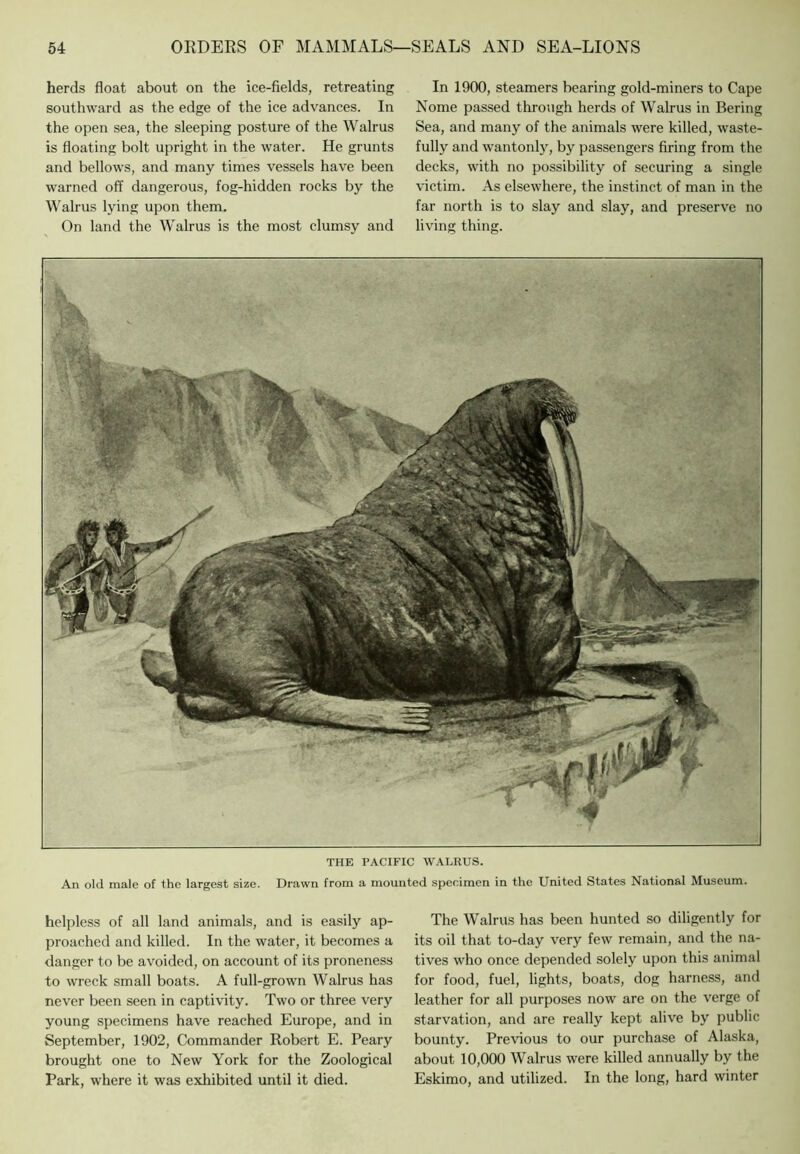 herds float about on the ice-fields, retreating southward as the edge of the ice advances. In the open sea, the sleeping posture of the Walrus is floating bolt upright in the water. He grunts and bellows, and many times vessels have been warned off dangerous, fog-hidden rocks by the Walrus lying upon them. On land the Walrus is the most clumsy and In 1900, steamers bearing gold-miners to Cape Nome passed through herds of Walrus in Bering Sea, and many of the animals were killed, waste- fully and wantonlj^, by passengers firing from the decks, with no possibility of securing a single victim. As elsewhere, the instinct of man in the far north is to slay and slay, and preserve no living thing. THE PACIFIC WALRUS. An old male of the largest size. Drawn from a mounted spenimen in the United States National Museum. helpless of all land animals, and is easily ap- proached and killed. In the water, it becomes a danger to be avoided, on account of its proneness to wreck small boats. A full-grown Walrus has never been seen in captivity. Two or three very young specimens have reached Europe, and in September, 1902, Commander Robert E. Peary brought one to New York for the Zoological Park, where it was exhibited until it died. The Walrus has been hunted so diligently for its oil that to-day very few remain, and the na- tives who once depended solely upon this animal for food, fuel, lights, boats, dog harness, and leather for all purposes now are on the verge of starvation, and are really kept alive by public bounty. Previous to our purchase of Alaska, about 10,000 Walrus were killed annually by the Eskimo, and utilized. In the long, hard winter