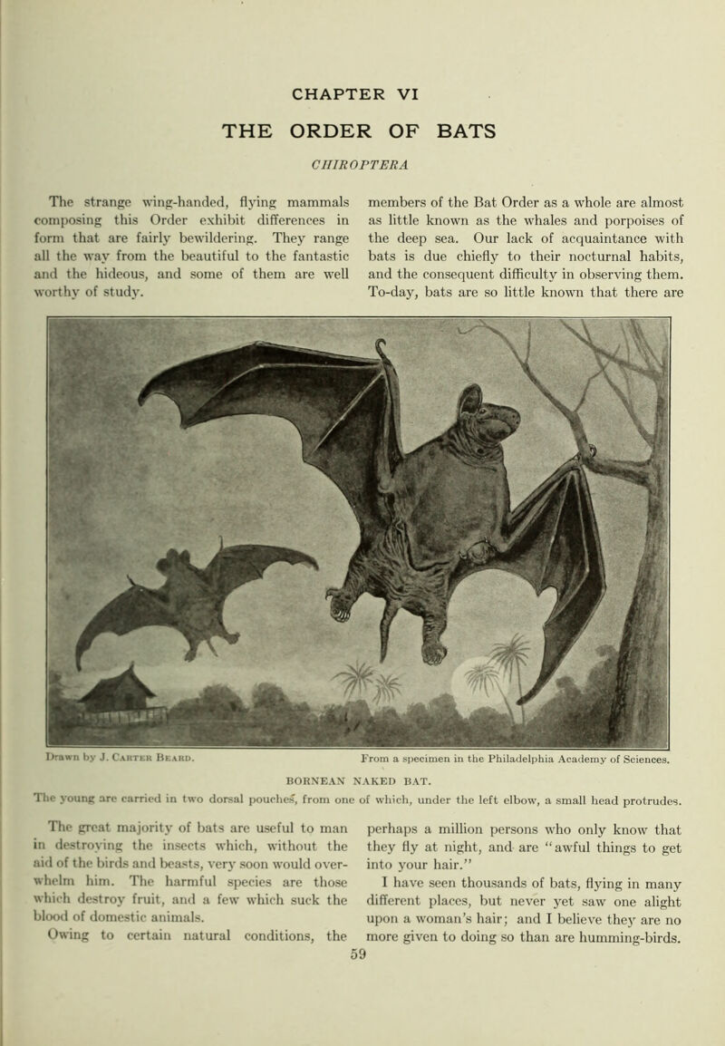 THE ORDER OF BATS CIIIROPTERA The strange wing-handed, flying mammals composing this Order exhibit differences in form that are fairly bewildering. They range all the way from the beautiful to the fantastic and the hideous, and some of them are well worthy of study. members of the Bat Order as a whole are almost as little known as the whales and porpoises of the deep sea. Our lack of acquaintance with bats is due chiefly to their nocturnal habits, and the consequent difficulty in observing them. To-day, bats are so little known that there are Drawn by J. C.miter Beard. From a specimen in the Philadelphia Academy of Sciences. BORNE.^N N.\KED B.\T. The younp arc carried in two dorsal pouches, from one of which, under the left elbow, a small head protrudes. The great majority of bats are useful to man in destroying the insects which, without the aid of the birds and Ix'asts, vert' soon would over- whelm him. The harmful species are those which destroy fruit, and a few which suck the blood of domestic animals. Owing to certain natural conditions, the perhaps a million persons who only know that they fly at night, and are “ awful things to get into your hair.” I have seen thousands of bats, flying in many different places, but never yet saw one alight upon a woman’s hair; and I believe the} are no more given to doing so than are humming-birds.