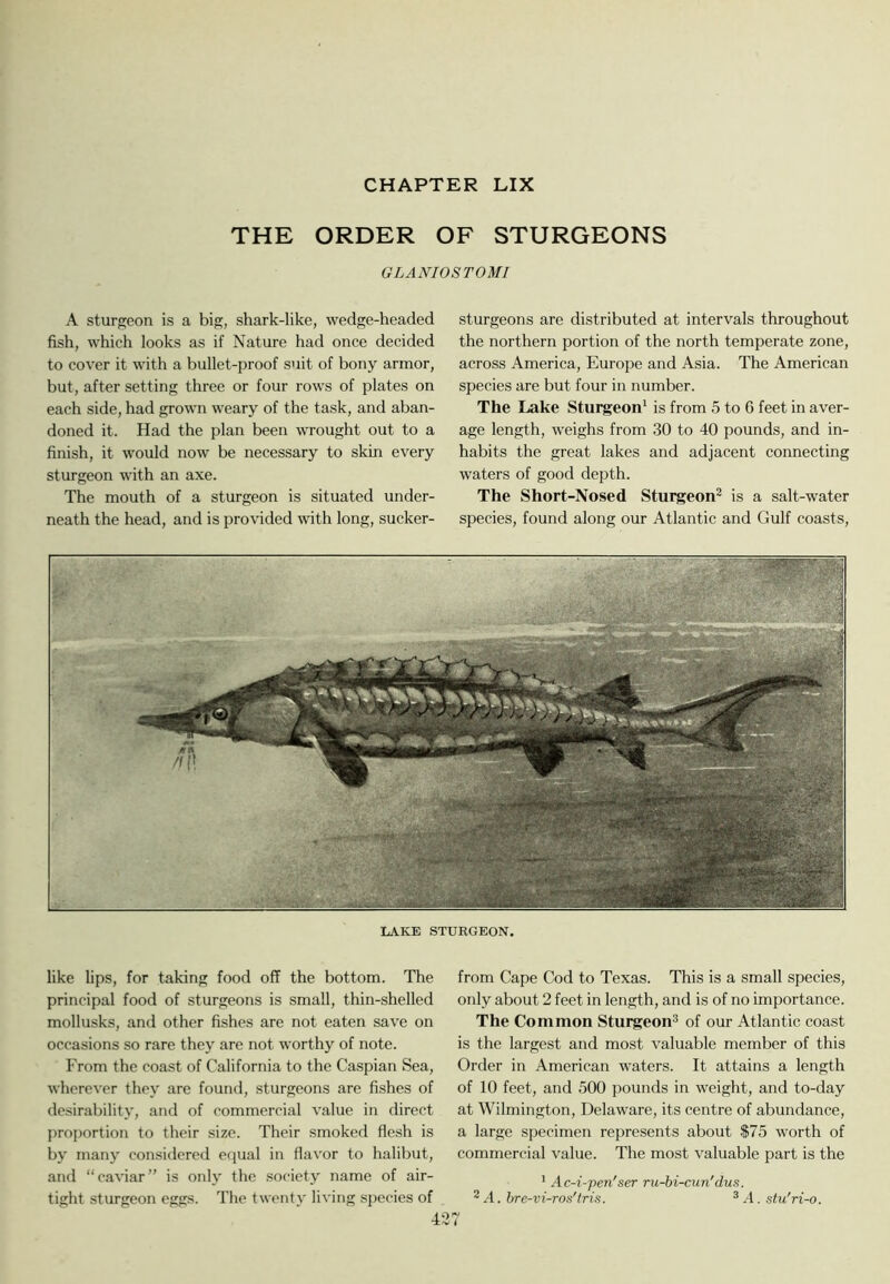 THE ORDER OF STURGEONS GLANIOSTOMI A sturgeon is a big, shark-like, wedge-headed fish, which looks as if Nature had once decided to cover it with a bullet-proof suit of bony armor, but, after setting three or four rows of plates on each side, had grown weary of the task, and aban- doned it. Had the plan been wrought out to a finish, it would now be necessary to skin every sturgeon with an axe. The mouth of a sturgeon is situated under- neath the head, and is provided with long, sucker- sturgeons are distributed at intervals throughout the northern portion of the north temperate zone, across America, Europe and Asia. The American species are but four in number. The Lake Sturgeon* is from 5 to 6 feet in aver- age length, weighs from 30 to 40 pounds, and in- habits the great lakes and adjacent connecting waters of good depth. The Short-Nosed Stui^eon^ is a salt-water species, found along our Atlantic and Gulf coasts, LAKE STURGEON. like lips, for taking food off the bottom. The principal food of sturgeons is small, thin-shelled mollusks, and other fishes are not eaten save on occasions so rare they are not worthy of note. From the coast of California to the Caspian Sea, wherever they are found, sturgeons are fishes of desirability, and of commercial value in direct j:)roportion to their size. Their smoked flesh is by many considered equal in flavor to halibut, and “caviar” is only the society name of air- tight sturgeon eggs. The twenty living species of 427 from Cape Cod to Texas. This is a small species, only about 2 feet in length, and is of no importance. The Common Sturgeon^ of our Atlantic coast is the largest and most valuable member of this Order in American w'aters. It attains a length of 10 feet, and 500 pounds in weight, and to-day at Wilmington, Delaware, its centre of abundance, a large specimen represents about $75 worth of commercial value. The most valuable part is the * Ac-i-'pen'ser ru-bi-cun'dus. ® A. hre-vi-ros'tris. ® A. stu'ri-o.