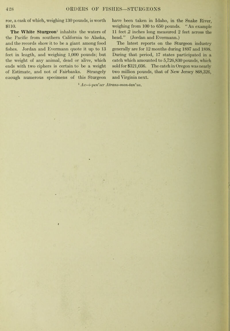 roe, a cask of which, weighing 130 pounds, is worth $110. The White Stui^eon^ inhabits the waters of the Pacific from southern California to Alaska, and the records show it to be a giant among food fishes. Jordan and Evermann quote it up to 13 feet in length, and weighing 1,000 pounds; but the weight of any animal, dead or alive, which ends with two ciphers is certain to be a weight of Estimate, and not of Fairbanks. Strangely enough numerous specimens of this Sturgeon have been taken in Idaho, in the Snake River, weighing from 100 to 650 pounds. “An example 11 feet 2 inches long measured 2 feet across the head.” (Jordan and Evermann.) The latest reports on the Sturgeon industry generally are for 12 months during 1897 and 1898. During that period, 17 states participated in a catch which amounted to 5,726,830 pounds, which sold for $321,036. The catch in Oregon was nearly two million pounds, that of New Jersey 868,326, and Virginia next. * Ac-i-pen'ser A trans-mon-tan'us.
