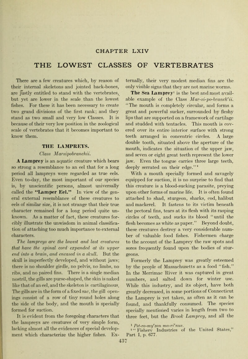 THE LOWEST CLASSES OF VERTEBRATES There are a few creatures which, by reason of their internal skeletons and jointed back-bones, are justly entitled to stand with the vertebrates, but yet are lower in the scale than the lowest fishes. For these it has been necessary to create two grand divisions of the first rank; and they stand as two small and very low Classes. It is because of their very low position in the zoological scale of vertebrates that it becomes important to know them. THE LAMPREYS. Class Marsipobranchii. A Lamprey is an aquatic creature which bears so strong a resemblance to an eel that for a long period all lampreys were regarded as true eels. Even to-day, the most important of our species is, by unscientific persons, almost universally called the “Lamper Eel.” In view of the gen- eral external resemblance of these creatures to eels of similar size, it is not strange that their true character remained for a long period quite un- known. As a matter of fact, these creatures for- cibly illustrate the unwisdom in animal classifica- tion of attaching too much importance to external characters. The lampreys are the lowest and last creatures that have the spinal cord expanded at its upper end into a brain, and encased in a skull. But the skull is imperfectly developed, and without jaws; there is no shoulder girdle, no pelvis, no limbs, no ribs, and no paired fins. There is a single median nostril, the gills are pur.se-shaped, the skin is naked like that of an eel, and the skeleton is cartilaginous. The gills are in the form of a fixed sac, the gill open- ings consist of a row of tiny round holes along the side of the body, and the mouth is specially formed for suction. It is evident from the foregoing characters that the lampreys are creatures of very simple form, lacking almost all the evidences of special develop- ment which characterize the higher fishes. Ex- ternally, their very modest median fins are the only visible signs that they are not marine worms. The Sea Lamprey* is the best and most avail- able example of the Class Mar-si-po-branch'ii. “The mouth is completely circular, and forms a great and powerful sucker, surrounded by fleshy lips that are supported on a framework of cartilage and studded with tentacles. This mouth is cov- ered over its entire interior surface with strong teeth arranged in concentric circles. A large double tooth, situated above the aperture of the mouth, indicates the situation of the upper jaw, and seven or eight great teeth represent the lower jaw. Even the tongue carries three large teeth, deeply serrated on their edge.’” With a mouth specially formed and savagely equipped for suction, it is no surprise to find that this creature is a blood-sucking parasite, preying upon other forms of marine life. It is often found attached to shad, sturgeon, sharks, cod, halibut and mackerel. It fastens to its victim beneath the pectoral fins, tears at its flesh with its rasping circles of teeth, and sucks its blood “until the flesh becomes as white as paper.” Beyond doubt, these creatures destroy a very considerable num- ber of valuable food fishes. Fishermen charge to the account of the Lamprey the raw spots and sores frequently found upon the bodies of stur- geons. Formerly the Lamprey was greatly esteemed by the people of Massachusetts as a food “fish.” In the Merrimac River it was captured in great numbers, and salted down for winter use. While this industry, and its object, have both greatly decreased, in some portions of Connecticut the Lamprey is yet taken, as often as it can be found, and thankfully consumed. The species specially mentioned varies in length from two to three feet, but the Brook Lamprey, and all the ’ Pet-ro-my'zon mn-ri'nus. ’ “ Fisherv Industries of the United States,” Part I, P- 677.