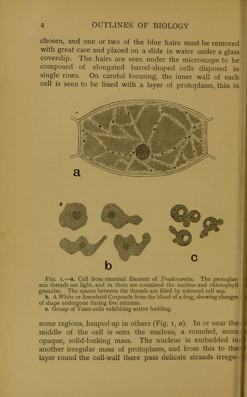 chosen, and one or two of the blue hairs must be removed with great care and placed on a slide in water under a glass coverslip. The hairs are seen under the microscope to be composed of elongated barrel-shaped cells disposed in single rows. On careful focusing, the inner wall of each cell is seen to be lined with a layer of protoplasm, thin in Fig. i.—a. Cell from staminal filament of Tradescantia. The protoplas- mic threads are light, and in them are contained the nucleus and chlorophyll granules. The spaces between the threads are filled by coloured cell sap. b. A White or Amoeboid Corpuscle from the blood of a frog, showing changes of shape undergone during five minutes. c. Group of Yeast-cells exhibiting active budding. some regions, heaped up in others (Fig. I, a). In or near the middle of the cell is seen the nucleus, a rounded, more opaque, solid-looking mass. The nucleus is embedded in another irregular mass of protoplasm, and from this to the layer round the cell-wall there pass delicate strands irregu-