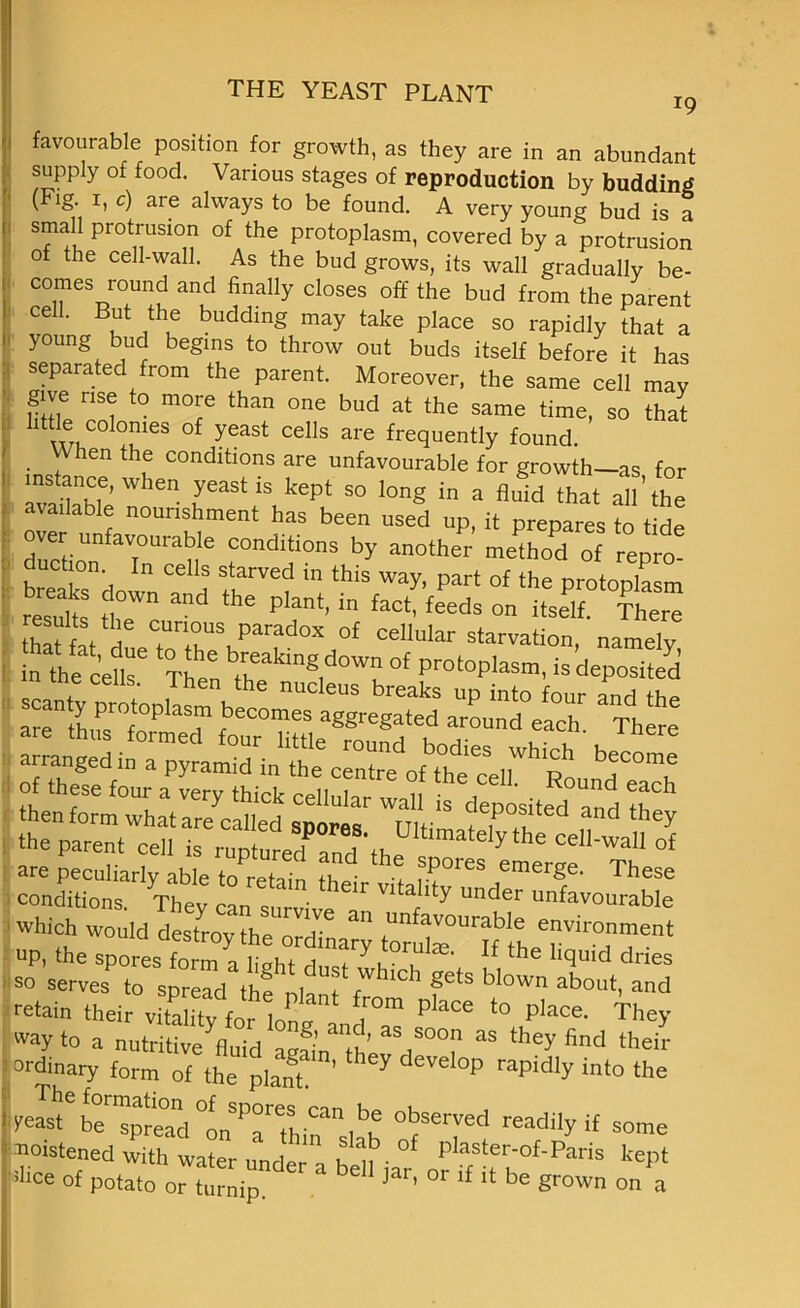 *9 favourable position for growth, as they are in an abundant supply Of food. Various stages of reproduction by budding (Fig i, c) are always to be found. A very young bud is a small protrusion of the protoplasm, covered by a protrusion of the cell-wall. As the bud grows, its wall gradually be- comes round and finally closes off the bud from the parent cell. But the budding may take place so rapidly that a young bud begins to throw out buds itself before it has separated from the parent. Moreover, the same cell may give rise to more than one bud at the same time, so that httle col°nies of yeast cells are frequently found. . , en thf conditions are unfavourable for growth—as for instance, when yeast is kept so long in a fluid that all’the availaole nourishment has been used up, it prepares to tide over unfavourable conditions by another method of repro- duction In cells starved in this way, part of the protoplasm results tlr and the Plant’in f-‘.^son itself The” Of these four a very thick cellular wall is deposited and the are peculiarly able to rphin tu' pores emerge. These conditions. They can snrvi ^ V1 Under unfavourable which would destrov the ^ Unfavourable environment up, the sporest L rfeht d”ry> °r,Ute- If the “l- ** so serves to spread thf^l w §6tS bI°Wn about> and retain their vflahtv fc!r lonl S™ plaCe t0 place' They way to a nutritive fluid a^inTh^V00!1 “ they find theil' ordinary form of the plant. ’ ^ Y develop raPidly into the yeast6 b™preTd°LSPnrCanibK °bserved ^adily if some moistened with water undera h ^ • °f pIaster-°f-Pans kept dice of potato or turnip ‘ C Jar’ °F lf xt be Srown on a