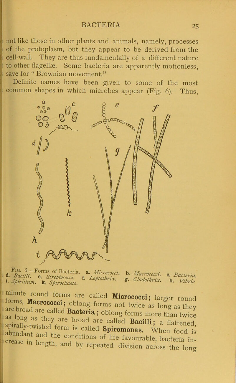 not like those in other plants and animals, namely, processes of the protoplasm, but they appear to be derived from the cell-wall. They are thus fundamentally of a different nature to other flagellae. Some bacteria are apparently motionless, save for “ Brownian movement.” Definite names have been given to some of the most common shapes in which microbes appear (Fig. 6). Thus, Fig- 6. — Forms of Bacteria. ~ Bacilli, e. Streptococci. 1. Spirillum, k. Spirochaete, a. Micrococci. f. Leptothrix. b. Macrococci. g. Cladothrix. C. Bacteria. h. Vibrio mmute round forms are called Micrococci; larger round arms, Macrococci; oblong forms not twice as long as they 1 as lon°cd a »Caed Bacteria 1 obi°ng forms more than twice ■ spiralhr twi 7(a,e '°ad are called Baoilli; a flattened, 1 ‘ y twisted form is called Spiromonas. When food is ?endr Tfions °f‘ife ease in length, and by repeated division across the long
