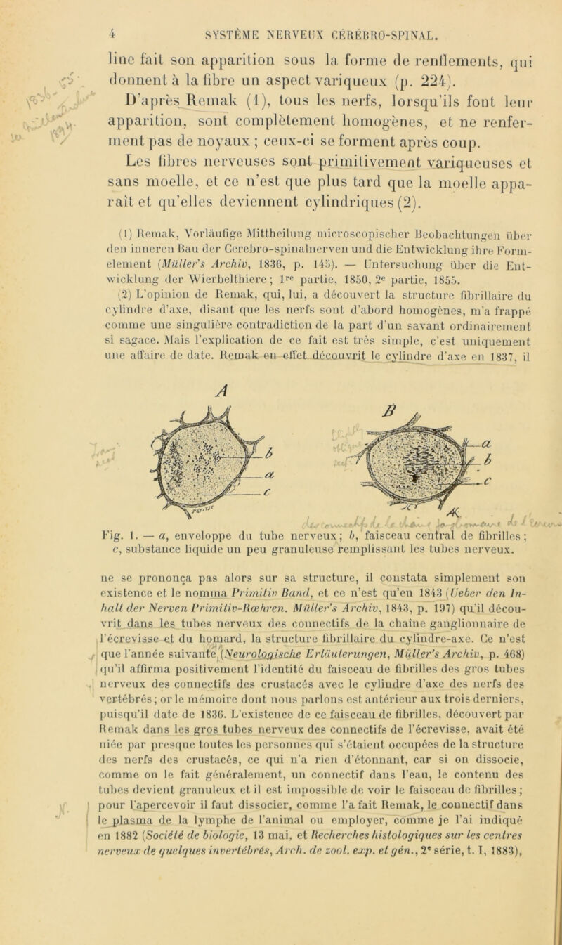 line fait son apparition sous la forme de renllements, qui donnent à la libre un aspect variqueux (p. 224]. 1) aprèsjfemak (1), tous les nerfs, lorsqu’ils font leur apparition, sont complètement homogènes, et ne renfer- ment pas de noyaux ; ceux-ci se forment après coup. Les libres nerveuses sont primitivement.variqueuses et sans moelle, et ce n’est que plus tard que la moelle appa- raît et qu’elles deviennent cylindriques (2). (1) Jleiuak, VoiTaufige ^litthciluiig microscopischer lieobachtungen i'iber (len innereii Rau (1er Ccrebro-spinalnervcn uiid die Entwickluiig ihre Forni- element (Mütler's Archio, 1836, p. 145). — Uutersuchuug über die Eiit- wicklung (1er Wierbelthiere ; partie, 1850, 2« partie, 1855. (2) L’opinion de Reiuak, qui, lui, a découvert la structure fibrillaire du cylindre d’axe, disant que les nerfs sont d’abord homogènes, m’a frappé comme une singulière contradiction de la part d’un savant ordinairement si sagace. Mais l’explication de ce fait est très simple, c’est uniquement une all'aire de date, llemak (ui cllct découvrit Je_cylindre d’axe en 1837, il Fig. 1. — a, enveloppe du tube nerveux; 5, faisceau central de fibrilles; c, substance liquide un peu granuleuse remplissant les tubes nerveux. d-Cr- ne se pronon(îa pas alors sur sa structure, il constata simplement son existence et le nomma Primilw Band, et ce n’est qu’en 1843 (Ueber den In- halt der Nerven Vvimiliv-Bœhren. MüUer’s Archiv^ 1843, p. 197) qu.’il décou- vrit dans les tubes nerveux des connectifs de la chaîne ganglionnaire de l’écrevisse et du homard, la structure fibrillaire du cylindre-axe. Ce n’est f que l’année suivantej^(yeMroZ(2^i6-c/ie Erliiulerimgcn, MüÜer’s Arckiv^ p. 468) qu’il affirma positivement l’identité du faisceau de fibrilles des gros tubes I nerveux des connectifs des crustacés avec le cylindre d’axe des nerfs des vertébrés ; or le mémoire dont nous parlons est antérieur aux trois derniers, puisqu’il date de 1836. L’existence de ce faisceau de fibrilles, découvert par Hemak dans les gros tubes nerveux des connectifs de l’écrevisse, avait été niée par presque toutes les personnes qui s’étaient occupées de la structure des nerfs des crustacés, ce qui n’a rien d’étonnant, car si on dissocie, comme on le fait généralement, un connectif dans l’eau, le contenu des tubes devient granuleux et il est impossible de voir le faisceau de fibrilles; pour l’apercevoir il faut dissocier, comme l’a fait Remak, le connectif dans le plasma de la lymphe de l’animal ou employer, comme je l’ai indiqué en 1882 [Société de biologie, 13 mai, et Becherches histologiques sur les centt'es