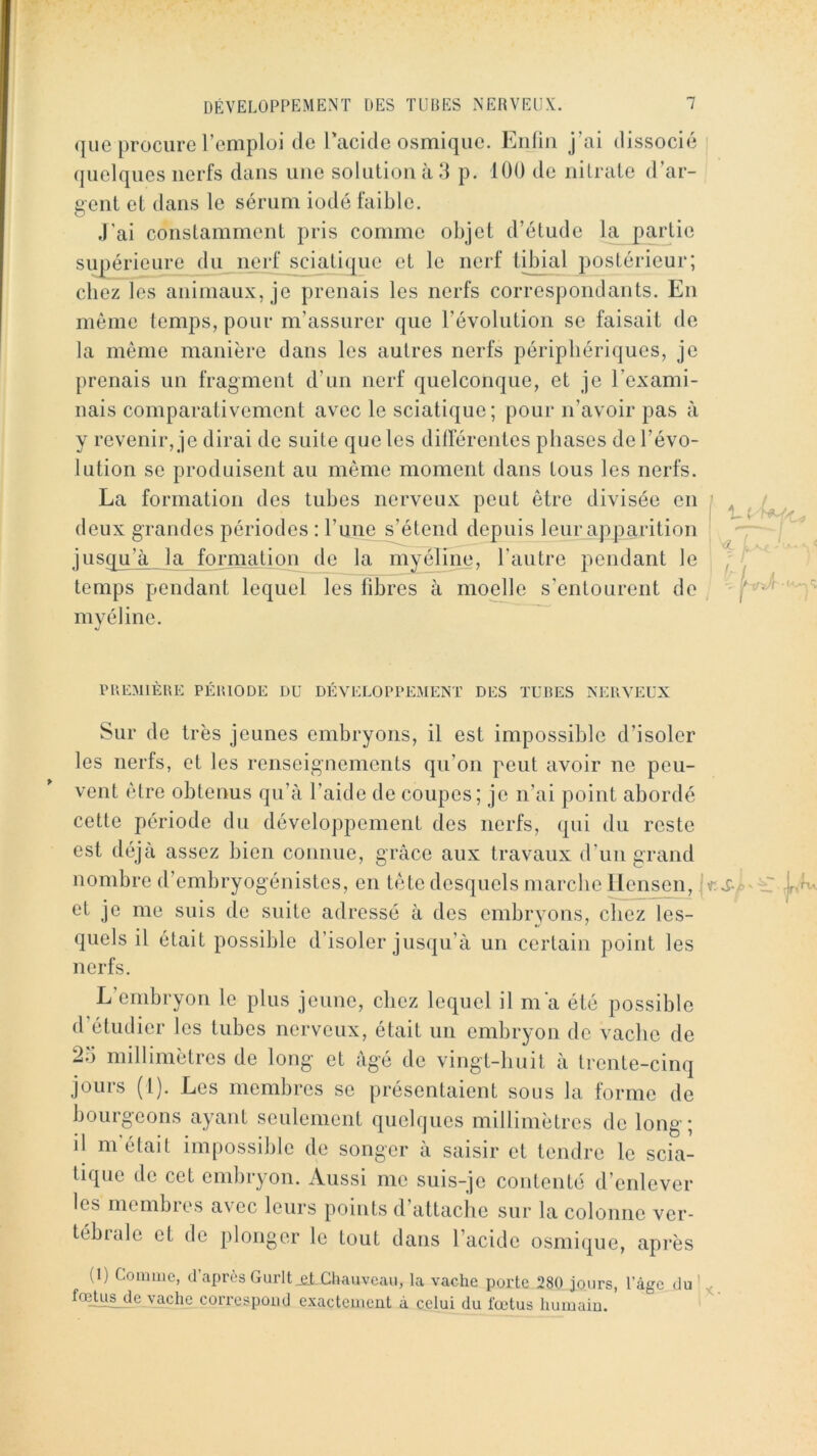 quelques nerfs dans une solution à 3 p. 100 de nitrate d’ar- gent et dans le sérum iodé faible. ,1’ai constamment pris comme objet d’étude la partie supérieure du nerf sciatique et le nerf tibial postérieur; chez les animaux, je prenais les nerfs correspondants. En môme temps, pour m’assurer que l’évolution se faisait de la même manière dans les autres nerfs périphériques, je prenais un fragment d’un nerf quelconque, et je l’exami- nais comparativement avec le sciatique; pour n’avoir pas à y revenir, je dirai de suite que les différentes phases de l’évo- lution se produisent au même moment dans tous les nerfs. La formation des tubes nerveux peut être divisée en deux grandes périodes : l’une s’étend depuis leur apparition jusqu’à la formation do la myéline, l’antre pendant le temps pendant lequel les libres à moelle s’entourent de mvéline. PP.EMIEUE PÉUIODE DU DÉVELOPPEMENT DES TUBES NERVEUX Sur de très jeunes embryons, il est impossible d’isoler les nerfs, et les renseignements qu’on peut avoir ne peu- vent être obtenus qu’à l’aide de coupes; je n’ai point abordé cette période du développement des nerfs, qui du reste est déjà assez bien connue, grâce aux travaux d’un grand nombre d’embryogénistes, en tête desquels marche llensen, j et je me suis de suite adressé à des embryons, chez les- quels il était possible d’isoler jusqu’à un certain point les nerfs. L’embryon le plus jeune, chez lequel il m'a été possible d’étudier les tubes nerveux, était un embryon de vache de 23 millimètres de long et âgé de vingt-huit à trente-cinq jours (1). Les membres se présentaient sous la forme de bourgeons ayant seulement quelques millimètres de long; il m était impossible de songer à saisir et tendre le scia- tique de cet embryon. Aussi me suis-je contenté d’enlever les membies avec leurs points d’attache sur la colonne ver- tébrale et de plonger le tout dans l’acide osmique, après (1) Comme, d’après Gurlt jel Chauveau, la vache porte 280 jours, l’âge du' foeU^e vache correspond exactement à celui du fœtus humain.