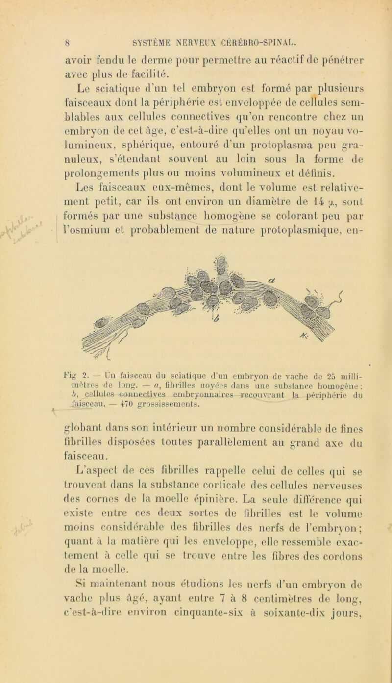 avoir fendu le derme pour permellre au réactif de pénétrer avec plus de facilité. Le sciatique d’un tel embryon est formé par plusieurs faisceaux dont la périphérie est enveloppée de cellules sem- blables aux cellules connectives qu’on rencontre chez un embryon de cet âge, c’est-à-dire qu’elles ont un noyau vo- lumineux, sphérique, entouré d’un protoplasma peu gra- nuleux, s’étendant souvent au loin sous la forme de prolong’ements plus ou moins volumineux et définis. Les faisceaux eux-mêmes, dont le volume est relative- ment petit, car ils ont environ un diamètre de 14 ij., sont formés par une substance homogène se colorant peu par l’osmium et probahlement de nature protoplasmique, en- Fig 2. — Un faisceau du sciatique d’un embryon de vache de 25 milli- mètres de long. —rt, librilles noyées dans une substance homogène; /;, cellules connectives embryonnaires recouvrant la périphérie du faisceau. — 470 grossissements. ' gdobant dans son intérieur un nombre considérable de fines librilles disposées toutes parallèlement au grand axe du faisceau. L’aspect de ces fibrilles rappelle celui de celles qui se trouvent dans la substance corticale des cellules nerveuses des cornes de la moelle épinière. La seule dilTérence qui existe entre ces deux sortes de fibrilles est le volume moins considérable des fibrilles des nerfs de l’embryon; quant à la matière qui les enveloppe, elle ressemble exac- tement à celle qui se trouve entre les fibres des cordons fie la moelle. Si maintenant nous étudions les nerfs d’un embryon de vache plus âgé, ayant entre 7 à 8 centimèlres de long-, c’est-à-dire environ cinquante-six â soixante-dix jours.