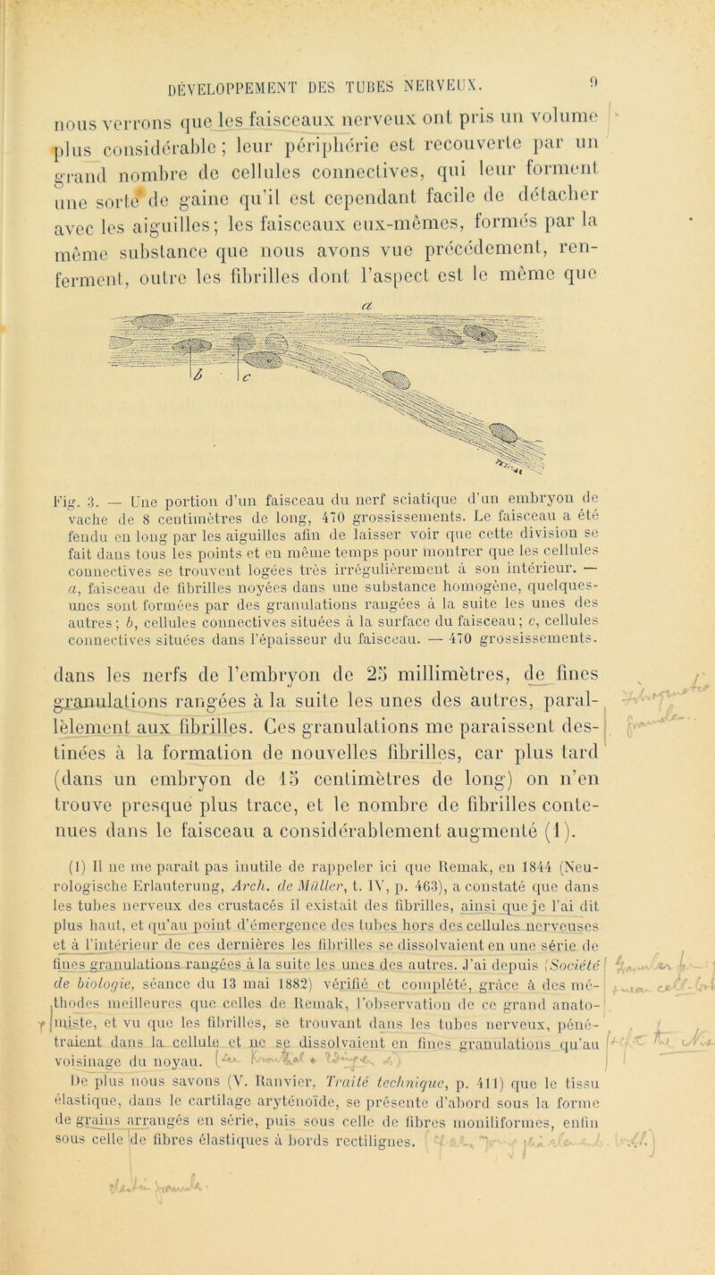 nous verrons que les fai^aiix nerveux ont pris un voiunie ' plus considérable; leur péripliérie est recouverte par un grand nombre de cellules connectives, qui leur lorment une sorte* de gaine qu’il est cependant facile de délacber avec les aiguilles; les faisceaux eux-mèmes, formés par la même substance que nous avons vue précédement, ren- ferment, outre les fd)rilles dont l’aspect est le meme que 3. _ Une portion d’un faisceau du nerf sciatique d’un embryon de vache de 8 centimètres de long, 470 grossissements. Le faisceau a été fendu en long par les aiguilles afin de laisser voir que cette division se fait dans tous les points et on môme temps pour inoulrer que les cellules connectives se trouvent logées très irrégulièrement à son intérieur. a, faisceau de fibrilles noyées dans une substance homogène, quelques- unes sont formées par des granulations rangées à la suite les unes des autres; h, cellules connectives situées à la suiTace du faisceau; c, cellules connectives situées dans l’épaisseur du faisceau. — 470 grossissements. dans les nerfs de rembryon de 25 millimètres, de fines granulations rangées à la suite les unes des autres, parai-^ lèlement aux fibrilles. Ces granulations me paraissent des- tinées à la formation de nouvelles fibrilles, car plus tard (dans un embryon de 15 centimètres de long) on n’en trouve presque plus trace, et le nombre de fibrilles conte- nues dans le faisceau a considérablement augmenté (1). -/■ ' y (1) 11 ne me parait pas inutile de rappeler ici que Remak, en 1844 (Ncu- rologische Erlauterung, Arch. de Müller, t. IV, p. 4G-3), a constaté que dans les tubes nerveux des ci'ustacés il existait des fibrilles, ainsi que je l’ai dit plus haut, et f[u’au point d’émergence des tubes hors des cellules nerveuses eyà Lintérieur de ces dernières les fibrilles se dissolvaient en une série de fines g.rauulations rangées à la suite les unes des autres. J’ai depuis Société' • de biologie, séance du 13 mai 1882) véyifié_ et complété, grâce h des mé- c*é - v- .thodes meilleures que celles de Remak, rol)servation de ce grand anato-', yjiuiste, et vu que les fibrilles, sé trouvant dajis les tubes nerveux, ])éné- traient dans la cellule et ne se dissolvaient en fines granulations eju’au voisinage du noyau, y. De plus nous savons (V. Uanvier, Traité technique, p. 411) que le tissu élastique, dans le cartilage aryténoïde, se présente d’abord sous la forme de grmns arrangés en série, puis sous celle de fibres moniliformes, enlin sous celle de fibres élastiques à bords rectilignes, b’ -, tô.'