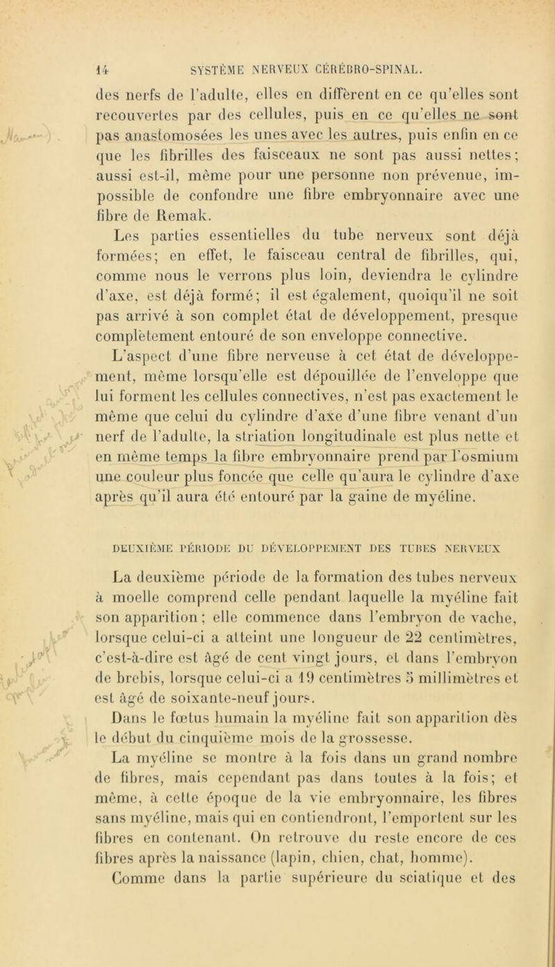 ' > ■■ (les nerfs de radulle, elles en diffèrent en ce qu’elles sont recouvertes par des cellules, puis en ce qu’elles ne sont pas anastomosées les unes avec les autres, puis enfin en ce que les fibrilles des faisceaux ne sont pas aussi nettes; aussi est-il, même pour une personne non prévenue, im- possible de confondre une fibre embryonnaire avec une fibre de Remak. Les parties essentielles du tube nerveux sont déjà formées; en effet, le faisceau central de fibrilles, qui, comme nous le verrons plus loin, deviendra le cylindre d’axe, est déjà formé; il est également, quoiqu’il ne soit pas arrivé à son complet état de développement, presque complètement entouré de son enveloppe connective. L’aspect (ruiie fibre nerveuse à cet état de développe- ment, même lorsqu’elle est dépouillée de l’enveloppe que lui forment les cellules connectives, n’est pas exactement le même que celui du cylindre d’axe d’une fibre venant d’uii nerf de l’adulte, la striation longitudinale est plus nette et en même temps la fibre embryonnaire prend par fosmium une couleur plus foncée que celle qu’aura le cylindre d’axe après qu’il aura été entouré par la gaine de myéline. DEUXIÈME PÉRIODE DU DÉVELOPPEMENT DES TUBES NERVEUX La deuxième période de la formation des tubes nerveux à moelle comprend celle pendant laquelle la myéline fait son apparition ; elle commence dans l’embryon de vache, lorsque celui-ci a atteint une longueur de 22 centimètres, c’est-à-dire est âgé de cent vingt jours, et dans l’embryon de brebis, lorsque celui-ci a 11) centimètres 5 millimètres et est âgé de soixante-neuf jours. Dans le fœtus humain la myéline fait son apparition dès le début du cinquième mois de la grossesse. La myéline se montre à la fois dans un grand nombre de fibres, mais cejiendant pas dans toutes à la fois; et même, à cette époque de la vie embryonnaire, les fibres sans myéline, mais qui en contiendront, l’emportent sur les fibres en contenant. On retrouve du reste encore de ces fibres après la naissance (lapin, chien, chat, homme). Comme dans la partie supérieure du sciatique et des