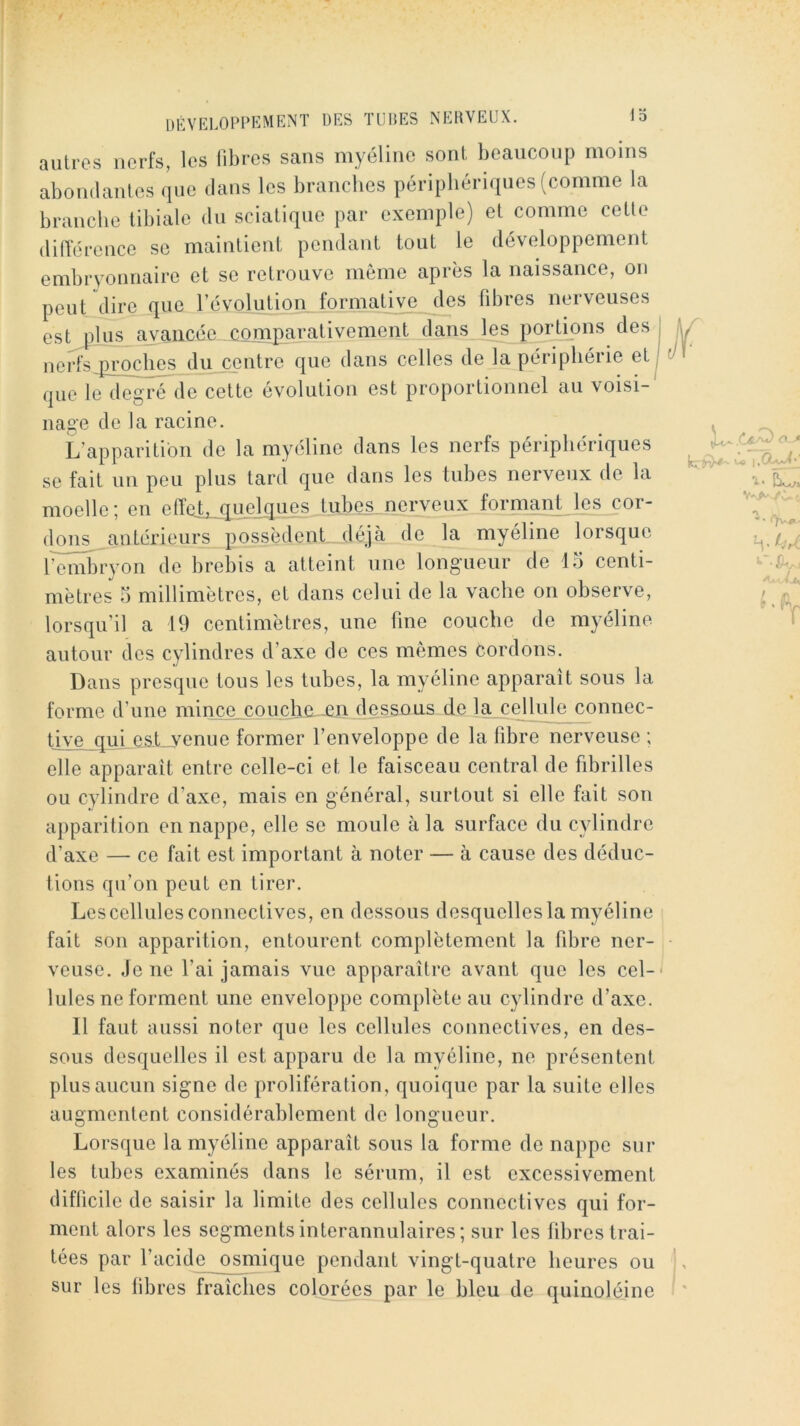 autres nerfs, les libres sans myéline sont beaucoup moins abondantes que dans les brandies périphériques (comme la branche tibiale dn sciatique par exemple) et comme cette dilTérence se maintient pendant tout le développement embryonnaire et se retrouve même après la naissance, on peut dire que révolution formative des fibres nerveuses est plus avancée comparativement dans les portions des nerfsqiroclics du centre que dans celles de la périphérie et que le degré^de cette évolution est proportionnel au voisi- nage de la racine. L’apparition de la myéline dans les nerfs périphériques se fait un peu plus tard que dans les tubes nerveux de la moelle; en eftd, quelques tubes, nerveux formant les cor- dons^antérieurs possèdent, déjeà de la myéline lorsque l’embryon de brebis a atteint une longueur de 15 centi- mètres 5 millimètres, et dans celui de la vache on observe, lorsqu’il a 19 centimètres, une fine couche de myéline autour des cylindres d’axe de ces mêmes cordons. Dans presque tous les tubes, la myéline apparaît sous la forme d’une mince.coucha .en dessous de la cellule connec- tive qui es-Lyenue former l’enveloppe de la fibre nerveuse ; elle apparaît entre celle-ci et le faisceau central de fibrilles ou cylindre d’axe, mais en général, surtout si elle fait son apparition en nappe, elle se moule à la surface du cylindre d’axe — ce fait est important à noter — à cause des déduc- tions qu’on peut en tirer. Lcscellules connectives, en dessous desquelles la myéline fait son apparition, entourent complètement la fibre ner- veuse. Je ne l’ai jamais vue apparaître avant que les cel-- Iules ne forment une enveloppe complète au cylindre d’axe. 11 faut aussi noter que les cellules connectives, en des- sous desquelles il est apparu de la myéline, ne présentent plus aucun signe de prolifération, quoique par la suite elles augmentent considérablement de longueur. Lorsque la myéline apparaît sous la forme de nappe snr les tubes examinés dans le sérum, il est excessivement difficile de saisir la limite des cellules connectives qui for- ment alors les segments interannulaires ; sur les fibres trai- tées par l’acide ^smique pendant vingt-quatre heures ou sur les libres fraîches colorées par le bleu de quinoléine