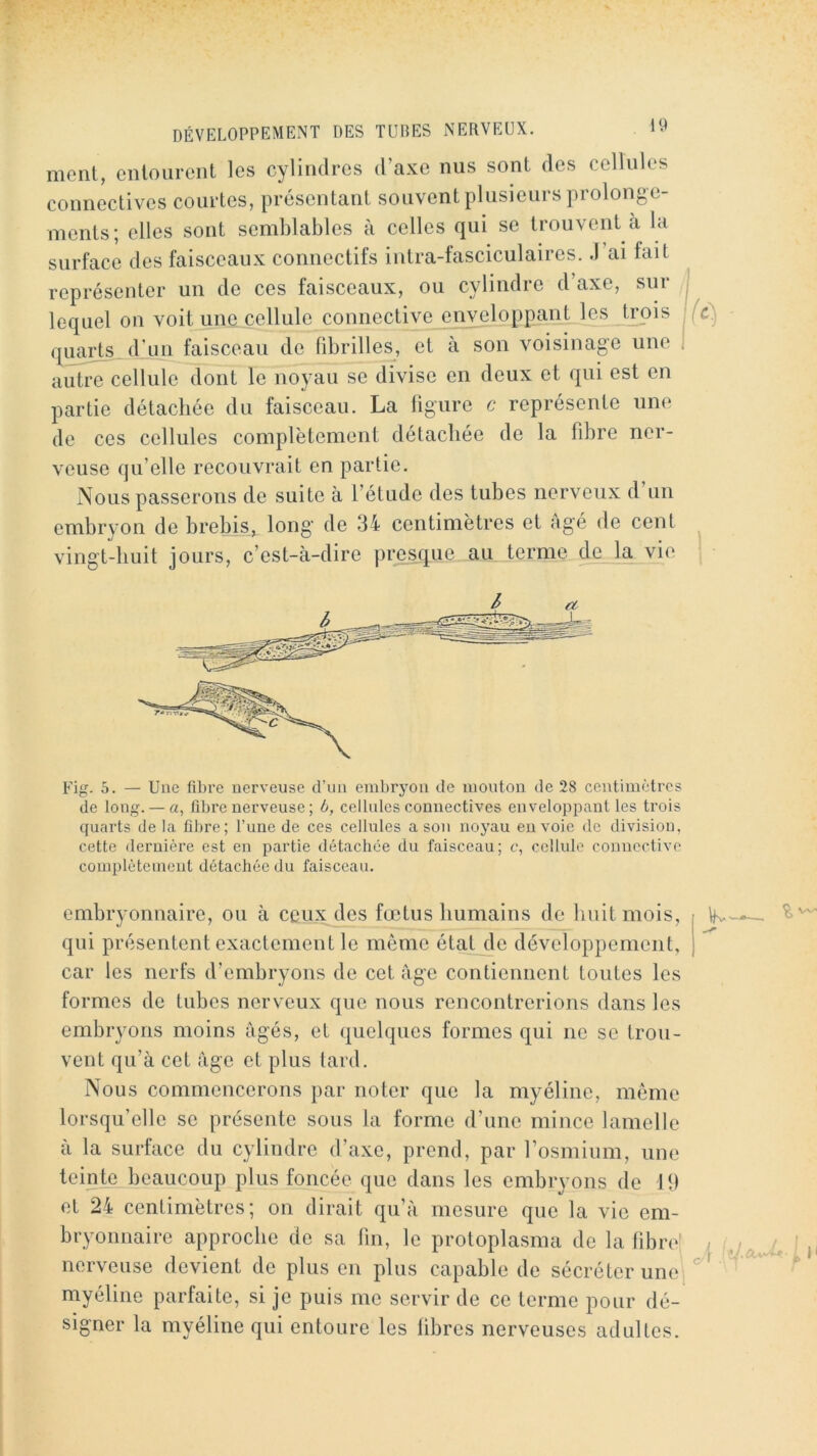 ment, entourent les cylindres d’axe nus sont des cellules connectives courtes, présentant souvent plusieurs prolonge- ments; elles sont semblables à celles qui se trouvent à la surface des faisceaux connectifs intra-fasciculaires. J’ai fait représenter un de ces faisceaux, ou cylindre d’axe, sur J lequel on voit une cellule connective enveloppant les trois fc^ qu^t_s_d’un faisceau de fibrilles, et à son voisinage une I autre cellule dont le noyau se divise en deux et qui est en partie détachée du faisceau. La ligure c représente une de ces cellules complètement détachée de la fibre ner- veuse qu’elle recouvrait en partie. Nous passerons de suite à l’étude des tubes nerveux d un embryon de brebis,^ long de 34 centimètres et Agé de cent vingt-huit jours, c’est-à-dire presque au terme d^a vie Fig. 5. — Une fibre nerveuse d’un embryon de mouton de 28 centimètres de long.— a, fibre nerveuse; 6, cellules connectives envelopjDant les trois quarts de la libre; l’une de ces cellules a son noyau envoie de division, cette dernière est en partie détachée du faisceau; c, cellule connective complètement détachée du faisceau. embryonnaire, ou à ceux des fœtus humains do Imitmois, qui présentent exactement le meme état de développement, car les nerfs d’embryons de cet Age contiennent toutes les formes de tubes nerveux que nous rencontrerions dans les embryons moins Agés, et quelques formes qui ne se trou- vent qu’à cet Age et plus tard. Nous commencerons par noter que la myéline, même lorsqu’elle se présente sous la forme d’une mince lamelle à la surface du cylindre d’axe, prend, par l’osmium, une teinte beaucoup plus foncée que dans les embryons de 19 et 24 centimètres; on dirait qu’à mesure que la vie em- bryonnaire approche de sa fin, le protoplasma de la fibre; nerveuse devient de plus en plus capable de sécréter une myéline parfaite, si je puis me servir de ce terme pour dé- signer la myéline qui entoure les libres nerveuses adultes.