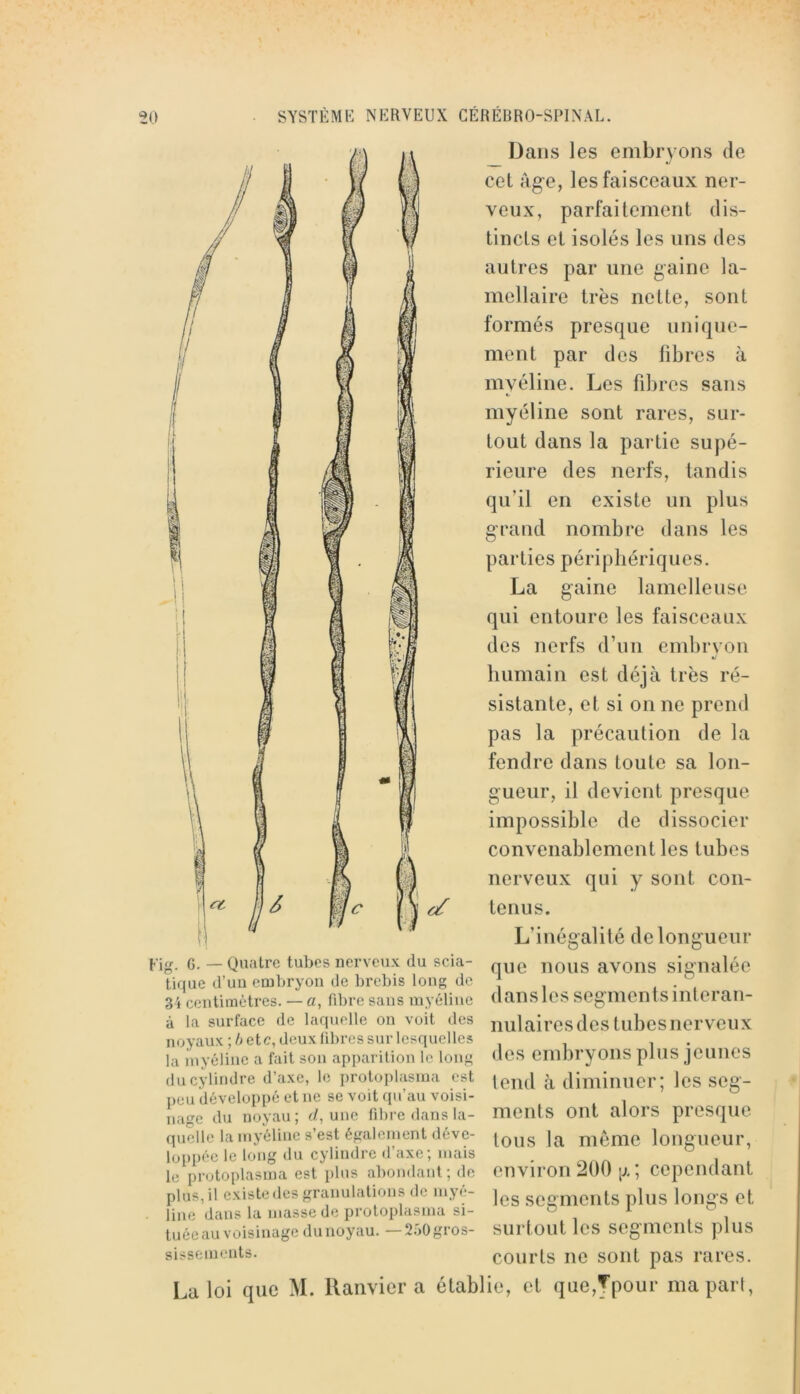 Fig. G. — Quatre tubes nerveux du scia- tique d’uu embryon de brebis long de 34 centimètres. — a, fd)re sans myéline à la surface de laquelle on voit des noyaux ; h etc, deux libres sur lesquelles ];i iuyéline a fait son apparition le long du cylindre d’axe, le ])rotoplasma est peu développé et ne se voit qu’au voisi- nage du noyau; </, une fibre dans la- quelle la myéline s’est également déve- loppée le long du cylindre d’axe; mais le protoplasma est plus abondant; de plus, il existe des granulations de myé- line dans la masse de protoplasma si- tuée au voisinage du noyau. —2rj0 gros- sissements. Dans les embryons de cet àg-e, les faisceaux ner- veux, parfaitement dis- tincts et isolés les uns des autres par une gaine la- mellaire très nette, sont formés presque unique- ment par des fibres à myéline. Les fibres sans myéline sont rares, sur- tout dans la partie supé- rieure des nerfs, tandis qu’il en existe un plus grand nombre dans les parties périphériques. La gaine lamelle use qui entoure les faisceaux des nerfs d’un embrvon humain est déjà très ré- sistante, et si on ne prend pas la précaution de la fendre dans toute sa lon- gueur, il devient presque impossible de dissocier convenablement les tubes nerveux qui y sont con- tenus. L’inégalité de longueur que nous avons signalée d an s 1 c s s egm cn ts i n l e r an- nulaircsdes tubes nerveux des embryons plus jeunes tend à diminuer; les seg- ments ont alors presque tous la même longueur, environ 200 p. ; cependant les segments plus longs et surtout les segments plus courts ne sont pas rares. La loi que M. llanvier a établie, et que,ypour ma part,