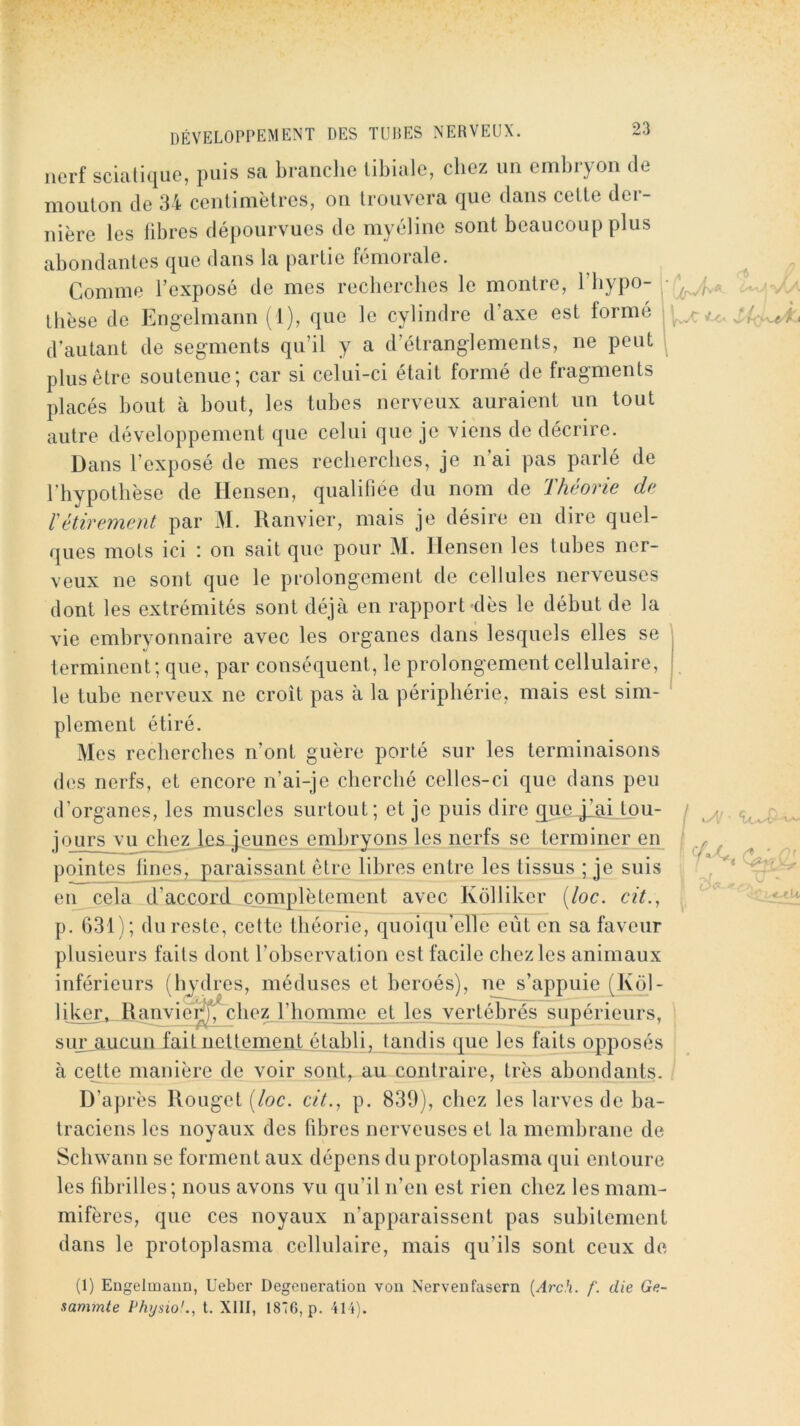 nerf scialiquo, puis sa branche libiale, chez un embryon de mouton de 34 centimètres, on trouvera que dans cette der- nière les libres dépourvues de myéline sont beaucoup plus abondantes que dans la [partie fémorale. Comme l’exposé de mes recherches le montre, l’iiypo- ” . thèse de Engelmann ( 1), que le cylindre d’axe est formé d’autant de segments qu’il y a d’étranglements, ne peut plus être soutenue; car si celui-ci était formé de fragments placés bout à bout, les tubes nerveux auraient un tout autre développement que celui que je viens de décrire. Dans l’exposé de mes recherches, je n’ai pas parlé de l’hypothèse de Hensen, qualifiée du nom de Théorie de ïétirement par M. Ranvier, mais je désire en dire quel- ques mots ici : on sait que pour M. llensen les tubes ner- veux ne sont que le prolongement de cellules nerveuses dont les extrémités sont déjà en rapport dès le début de la vie embryonnaire avec les organes dans lesquels elles se , terminent; que, par conséquent, le prolongement cellulaire, i le tube nerveux ne croît pas à la périphérie, mais est sim- plement étiré. Mes recherches n’ont guère porté sur les terminaisons des nerfs, et encore n’ai-je cherché celles-ci que dans peu d’organes, les muscles surtout; et je puis dire gue-jiai tou- jours vu clie^le5-j,eunes enibryqns les nerfs se terminer en pointes fines, paraissant être libres entre les tissus ; je suis en cela d’accord complètement avec Kolliker [loc. cit., p. 631); du reste, celte théorie, quoiqu’eRe eût en sa faveur plusieurs faits dont l’observation est facile chez les animaux inférieurs (hjdres, méduses et beroés), ne s’appuie (Kôl- liJver,_R_aiTvie^j^chez l’homnie et les vertébrés supérieurs, sujvaucun fait nettement établi, tandis que les faits opposés à cette manière de voir sont, au contraire, très abondants. D’après Rouget [loc. cit., p. 839), chez les larves de ba- traciens les noyaux des fibres nerveuses et la membrane de Scbwann se forment aux dépens du protoplasma qui entoure les fibrilles; nous avons vu qu’il n’en est rien chez les mam- mifères, que ces noyaux n’apparaissent pas subitement dans le protoplasma cellulaire, mais qu’ils sont ceux de (1) Engelmann, üebcr Degeneralion von Nervenfasern (Arc.’i. f. die Ge- sammte PhysioL, t. Xlll, 1876, p. 414).