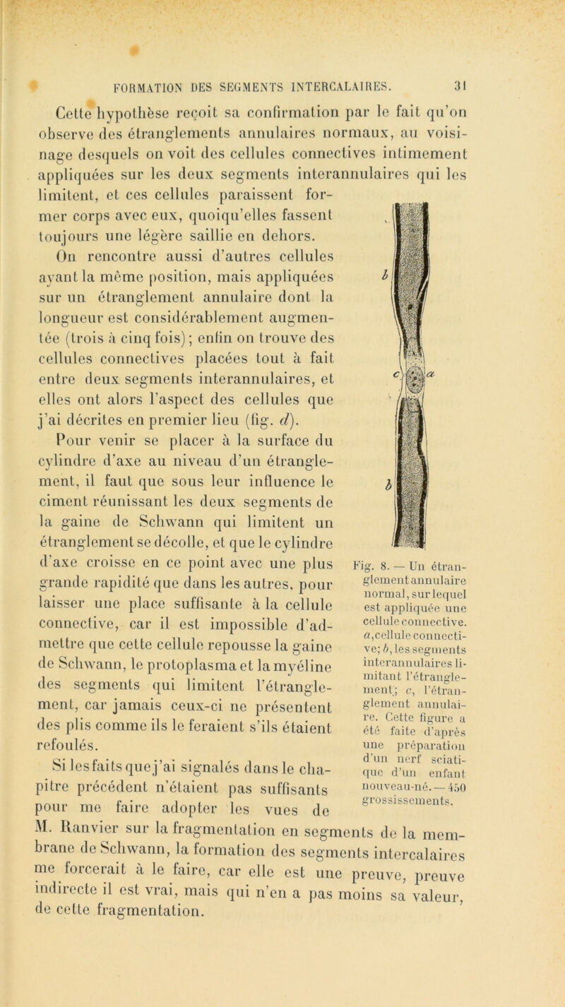 Cette hypothèse reçoit sa confirmation par le fait qii’on observe des étranglements annulaires normaux, au voisi- nage desquels on voit des cellules connectives intimement appliquées sur les deux segments interannulaires qui les limitent, et ces cellules paraissent for- mer corps avec eux, quoiqu’elles fassent toujours une légère saillie en dehors. Ou rencontre aussi d’autres cellules ayant la même position, mais appliquées sur un étranglement annulaire dont la longueur est considérablement augmen- tée (trois à cinq fois) ; enfin on trouve des cellules connectives placées tout à fait entre deux segments interannulaires, et elles ont alors l’aspect des cellules que j’ai décrites en premier lieu (lig. d). Pour venir se placer à la surface du cylindre d’axe au niveau d’un étrangle- ment, il faut que sous leur influence le ciment réunissant les deux segments de la gaine de Schwann qui limitent un étranglement se décolle, et que le cylindre d’axe croisse en ce point avec une plus grande rapidité que dans les autres, pour laisser une place suffisante à la cellule connective, car il est impossible d’ad- mettre que cette cellule repousse la gaine de Schwann, le protoplasma et la myéline Fig des segments qui limitent l’étrangle- 8. — Un étran- glement annulaire normal, sur lequel est appliquée une cellule connective. cellule connecti- ve; /;, les segments interannulaires li- mitant l’étrangle- menl; c, l’éti-an- glement annulai- re. Cette ligure a été faite d’après une préparation d’un nerf sciati- que d’un enfant nonveau-né. —4;)0 grossissements. ment, car jamais ceux-ci ne présentent des plis comme ils le feraient s’ils étaient refoulés. Si lesfaitsquej’ai signalés dans le cha- pitre précédent n’étaient pas suffisants pour me faire adopter les vues de M. Uanvier sur la fragmentation en segments de la mem- brane de Schwann, la formation des segments intercalaires me foicerait a le faire, car elle est une preuve, preuve indirecte il est vrai, mais qui n’en a pas moins sa valeur, de cette fragmentation. ’