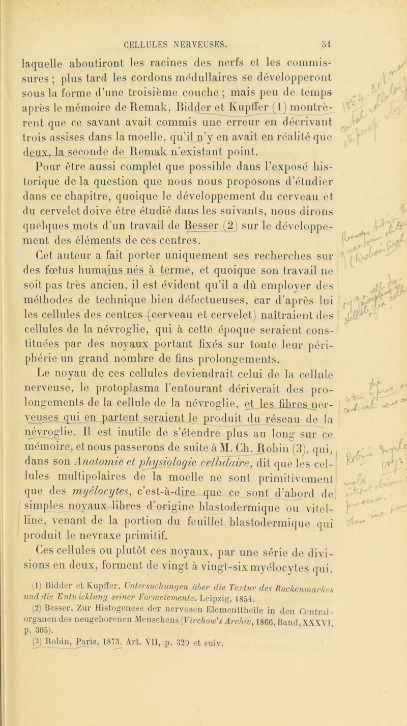 laquelle aboutiront les racines des nerfs et les commis- sures ; plus tard les cordons médullaires se dévelop[)eront sous la forme d’une troisième couche; mais peu de temps après 1e mémoire de Remak, Bidder et Kupffer ( 1 ) montrè- rent que ce savant avait commis une erreur en décrivant trois assises dans la moelle, qu’il n’y en avait en réalité que d£ux, la seconde de Remak n’existant point. Pour être aussi complet que possible dans l’exposé his- torique de la question que nous nous proposons d’étudier dans ce chapitre, quoique le développement du cerveau et du cervelet doive être étudié dans les suivants, nous dirons quelques mots d’un travail de Besser f2 ) sur le développe- ment des éléments de ces centres. Cet auteur a fait porter uniquement ses recherclies sur des fœtus humains nés à terme, et quoique son travail ne soit pas très ancien, il est évident qu’il a dù employer des méthodes de technique bien défectueuses, car d’après lui les cellules des centres (cerveau et cervelet) naîtraient des cellules de la névroglie, qui à cette époque seraient cons- tituées par des noyaux portant fixés sur toute leur péri- phérie un grand nombre de fins prolongements. Le noyau de ces cellules deviendrait celui de la cellule nerveuse, le protoplasma l’entourant dériverait des pro- longements de la cellule de la névroglie, çi les fibres, ner- veuses^qui en partent seraient.le produit du réseau de la névrog'lie. Il est inutile de s’étendre plus au long sur ce mémoire, et nous passerons de suite àlM. Ch. Robin (.3), qui, dans son Anatomie et physiologie cellulâïre, dit que les cel- lules multipolaires de la moelle ne sont primitivement que des myélocytes, c’est-cà-di.re que ce sont d’abord de simples noyaux libres d’origine hiastodermique ou vitel- line, venant de la portion du feuillet hiastodermique qui produit le nevraxe primitif. Ces cellules ou plutôt ces noyaux, par une série de divi- sions en deux, forment de vingt à vingt-six myélocytes qui, ^1) Bidder et Kupffer, Unlersudiunr/en über die Texlur des liuckenmarkes tinddie Entwicklung semer Formeiemenle. Leipzig, 18.54. (2) Besser, Zur Histogenèse der nervosen Elementtheile in den Central- organendes neugeborenen Menschens(Fn'c/ioi/;’5ylrc/uü, 186G Band XXXVl p. 30.5). ’ ’ (3) Robin, Paris, 1873. Art. Vit, p. 320 et suiv.