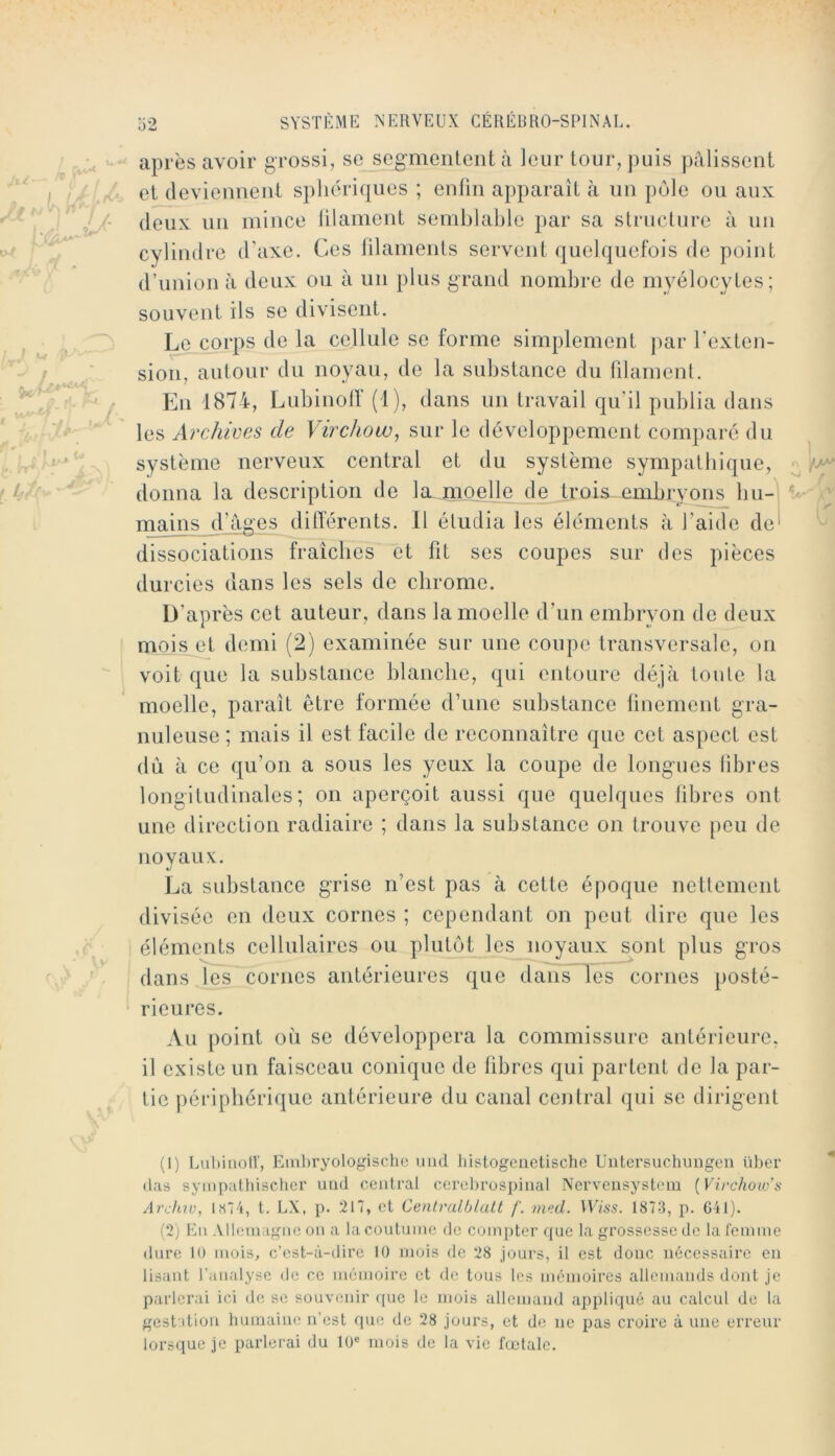 :  après avoir grossi, sc scg^mcntcnl à leur tour, puis pâlissent et deviennent spliériqiies ; enfin apparaît à un pôle ou aux ^/- deux un mince lilanient semblable par sa structure à un cylindre d'axe. Ces filaments servent quelquefois de point d’union à deux ou à un plus grand nombre de myélocytes; souvent ils se divisent. Le corps de la cellule se forme simplement par l’exten- sion, autour du noyau, de la substance du filament. ' ^ En 1874, Lubinotr (1), dans un travail qu’il publia dans les Archives de Virchow^ sur le développement comparé du système nerveux central et du système sympathique, donna la description de la,jnoelle de^-oi*^ Pmbrynng bu- mains d’âges dilTérents. 11 étudia les éléments à l’aide de dissociations fraîches et fit ses coupes sur des pièces durcies dans les sels de chrome. D’après cet auteur, dans la moelle d’un embryon de deux ( rQois et demi (2) examinée sur une coupe transversale, on  ' voit que la substance blanche, qui entoure déjà toute la moelle, parait être formée d’une substance finement gra- nuleuse ; mais il est facile de reconnaître que cet aspect est dù à ce qu’on a sous les yeux la coupe de longues libres longitudinales; on aperçoit aussi que quelques libres ont une direction radiaire ; dans la substance on trouve peu de noyaux. La substance grise n’est pas à cette époque nettement divisée en deux cornes ; cependant on peut dire que les éléments cellulaires ou pbitôt jes noyaux sont plus gros ' dans les cornes antérieures que dans les cornes posté- rieures. Au [)oint oii se développera la commissure antérieure, il existe un faisceau conique de libres qui partent de la par- tie périphérique antérieure du canal central qui se dirigent (1) Luhiiioll’, Eml)ryologische iiiid liistogcnctische üiitersucluuigon ühcr lias sympathischer und central ccrel)ruspinal Nerveusystem {Virchow's Archiv, l«74, t. LX, p. 217, et Cenlralblatt f. med. Wiss. 1873, p. G41). (2) En Allemagne on a la coutume de compter que la grossesse de la femme dure 10 mois, c’est-à-dire K) mois de 28 jours, il est donc nécessaire en lisiint l’analyse de ce mémoire et de tous les mémoires allemands dont je parlerai ici de se souvenir rpie le mois allemand appliqué au calcul de la gest dion humaine n’est que de 28 jours, et de ne pas croire à une erreur lorsque je parlerai du 10® mois de la vie fœtale.