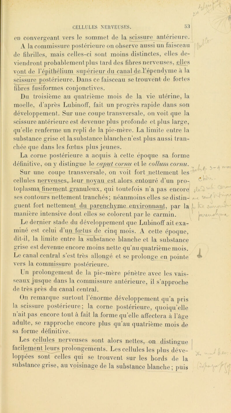 on convergeant vers le sommet de la scissure antérieure. A la commissure postérieure on observe aussi un faisceau de fdudlles, mais celles-ci sont moins distinctes, elles de- viendront probablement plus tard des fibres nerveuses, ^Jjes vont de l’épithélium supériem\du canal deli^endyme à la scissure postérieure. Dans ce faisceau se trouvent de forles fibres fusiformes conjonctives. Du troisième au quatrième mois de la vie utérine, la moelle, d’après Lubinolf, fait un progrès rapide dans son développement. Sur une coupe transversale, on voit que la scissure antérieure est devenue plus profonde et plus large, qu’elle renferme un repli de la pie-mère. La limite entre la substance grise et la substance blancbe n’est plus aussi tran- cbée que dans les fœtus plus jeunes. La corne postérieure a acquis à cette époque sa forme définitive, on y distingue le^cc/^^ cormi et le colliim cornu. Sur une coupe transversale, on voit fort jiettement les cellules nerveuses^leur noyau est alors entouré d’un pro- top lasma^fmement granuleux, qui toutefois n’a pas encore scs contours nettement trancbés; néanmoins elles se distin- guent fort nettement du pareixciivmc environnant, par la manière intensive dont elles se colorent parle carmin. Le dernier stade du développement que LubinolT ait exa- miné est celui d’un fœtus de cinq mois. A cette époque, dit-il, la limite entre la substance blancbe et la substance grise est devenue encore moins nette qu’au quatrième mois. Le canal central s’est très allongé et se prolonge en pointe vers la commissure postérieure. Un prolongement de la pie-mère pénètre avec les vais- seaux jusque dans la commissure antérieure, il s’approche de très près du canal central. On remarque surtout l’énorme développement qu’a pris la scissure postérieure; la corne postérieure, quoiqu’elle n’ait pas encore tout à fait la forme qu’elle affectera à l’age adulte, se rapproebe encore plus qu’au quatrième mois de sa forme définitive. Les cellules nerveuses sont alors nettes, on distingue facilenient leurs prolongements. Les cellules les plus déve- loppées sont celles qui se trouvent sur les bords de la substance grise, au voisinage de la substance blanche ; puis
