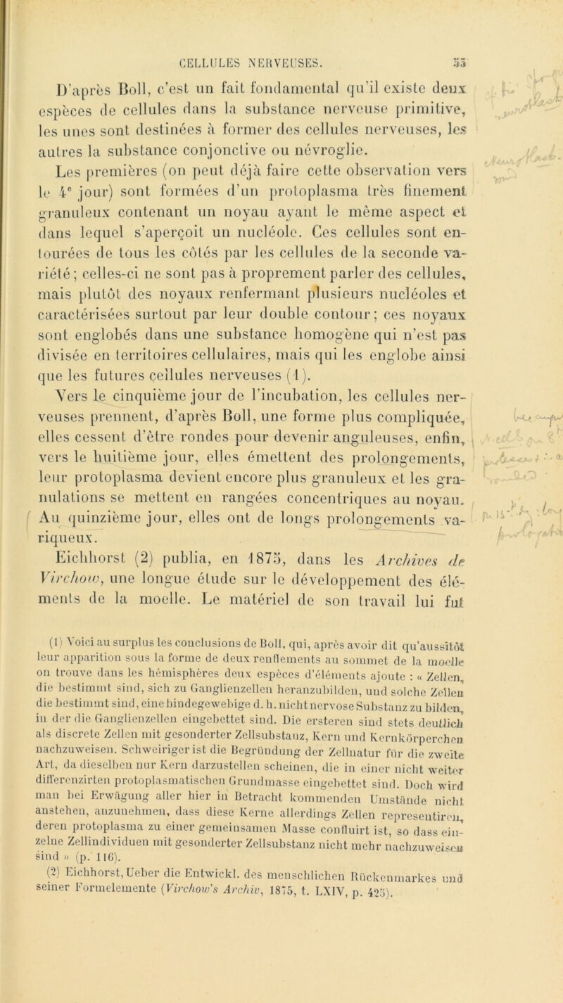 D’ap rcs c est lin fait fondamental il existe deux espèces de cellules dans la substance nerveuse primitive, les unes sont destinées à former des cellules nerveuses, les autres la substance conjonctive ou névroglie. Les premières (on peut déjà faire cette observation vers le 4® jour) sont formées d’un protoplasma très finement gianuleux contenant un noyau ayant le meme aspect el dans lequel s’aperçoit un nucléole. Ces cellules sont en- Imirées de tous les côtés par les cellules de la seconde va- riété; celles-ci ne sont pas à proprement parler des cellules, mais plutôt des noyaux renfermant plusieurs nucléoles et caractérisées surtout par leur double contour; ces noyaux sont englobés dans une substance homogène qui n’est pas divisée en territoires cellulaires, mais qui les englobe ain.si que les futures cellules nerveuses ( 1). Vers le cinquième jour de l’incubation, les cellules ner- veuses prennent, d’après Boll, une forme plus compliquée, elles cessent d’être rondes pour devenir anguleuses, enfin, vers le huitième jour, elles émettent des prolong’ements, leur protoplasma devient encore plus granuleux et les g-ra- nulations se mettent en rangées concentriques au noyau. f Au quinzième jour, elles ont de longs prolongements va- riqueux. ^ Eiclihorst (2) publia, en 1875, dans les Arc/nves dp. Virchow, une longue étude sur le développement des élé- ments de la moelle. Le matériel de son travail lui fut (1) Voici au surplus les couclusions de Boll. qui, après avoir dit qu’aussUôl leur apparition sous la forme de deux renllements au sommet de la moelle on trouve dans les hémisphères deux espèces d’éléments ajoute : « Zellen, die bestimmt sind, sich zu Ganglienzellen heranzuhilden, uud solche Zeîlcu die hestimmt sind, einehindegewehige d. h. nicht nervose Substanz zu bildeu, in der die Ganglienzellen eingebettet sind. Die ersteren sind stets deutlicli als discrète Zellen mit gesonderter Zellsubstanz, Kern und Kcrnkorperche» uachzuweisen. Schweiriger ist die Begriiuduug der Zellnatur fiir die zweite Art, da dieselben nur Kern darzustellen scheinen, die in einer nicht weilor ditVerenzirten protoplasmatischcn Grundmasse eingebettet sind. Doch wird man bei Erwiigung aller hier in Betracht kommenden Umstiinde nichl anstehen, anzunehmen, dass diese Kerne allerdings Zellen represeutiren, deren protoplasma zu einer gemeinsamen .Masse confluirt ist, so dasseia- zelne Zellindividuen mit gesonderter Zellsubstanz nicht mehr nachzuweisou sind » (p. 110). (2) Eichhorst, Ueber die Entwickl. des menschlichen Bückenmarkes unJ semer Formelemente {Virchow's Archiv, 1875, t. LXIV, p. 42:3).
