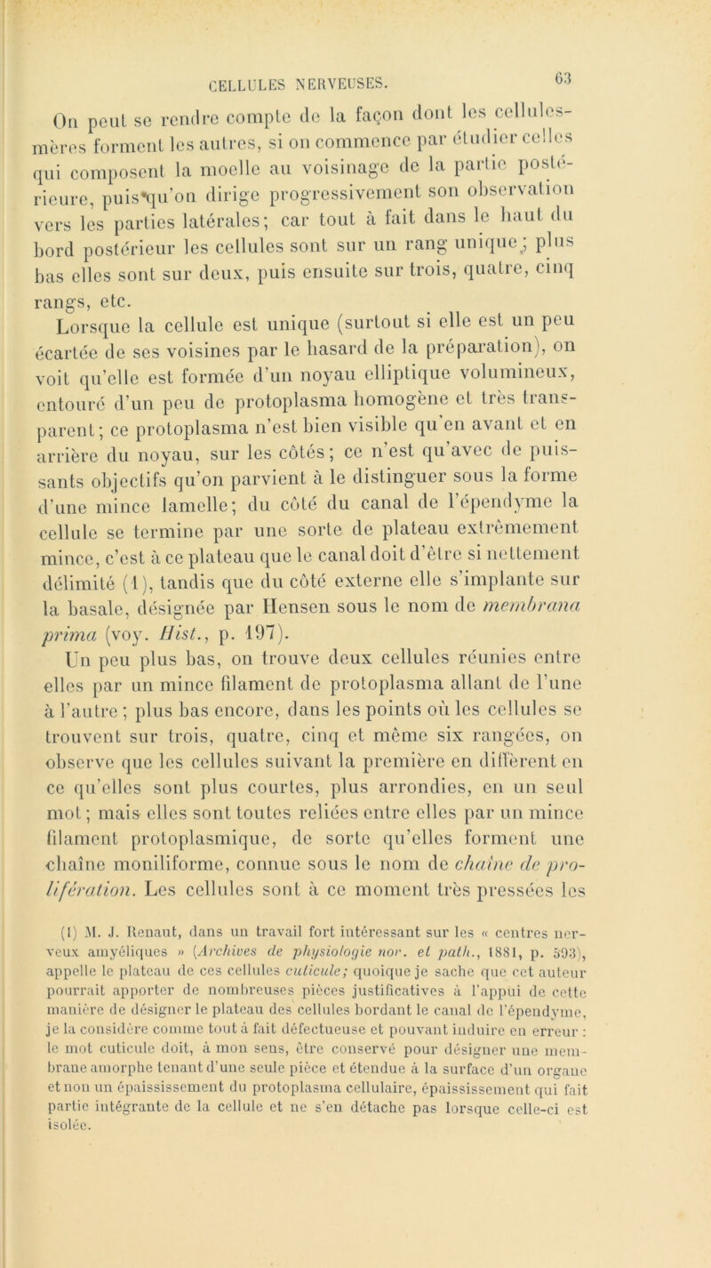 Ou poül se rendue compte de la façon dont les cellnles- mères forment les autres, si on commence par étudier celles qui composent la moelle au voisinage de la partie posti;- rieure, piiis^iu’on dirige progressivement son observation vers les parties latérales; car tout à fait dans le haut du bord postérieur les cellules sont sur un rang unique; plus bas elles sont sur deux, puis ensuite sur trois, quatre, cinq rangs, etc. Lorsque la cellule est unique (surtout si elle est un peu écartée de ses voisines par le hasard de la prépai’ation), on voit qu’elle est formée d’un noyau elliptique volumineux, entouré d’un peu de protoplasma homogène et très lians- parent; ce protoplasma n’est bien visible qu en avant et en arrière du noyau, sur les côtés ; ce n est qu avec de puis- sants objectifs qu’on parvient à le distinguer sous la forme d’une mince lamelle; du côté du canal de l’épendyme la cellule se termine par une sorte de plateau extrêmement mince, c’est à ce plateau que le canal doit d’être si nettement délimité ( l), tandis que du côté externe elle s’implante sur la basale, désignée par Ilensen sous le nom de memhrana prima (voy. p. 197). Un peu plus bas, on trouve deux cellules réunies entre elles par un mince filament de protoplasma allant de l’une à l’autre ; plus bas encore, dans les points où les cellules se trouvent sur trois, quatre, cinq et même six rangées, on observe que les cellules suivant la première en ditl'èrent en ce qu’elles sont plus courtes, plus arrondies, en un seul mot ; mais elles sont toutes reliées entre elles par un mince filament protoplasmique, de sorte qu’elles forment une chaîne moniliforme, connue sous le nom de chabie de pro- lifération. Les cellules sont à ce moment très pressées les (1) .M. J. Ilenaut, dans un travail fort intéressant sur les « centres ner- veux aniyéliques » {Archives de physiologie nor. et path., 1881, p. 503), appelle le plateau de ces cellules cuticule; quoique je sache que cet auteur pourrait apporter de nombreuses pièces justificatives à l'appui de cette manière de désigner le plateau des cellules bordant le canal de l’épendyme, je la considère comme tout à fait défectueuse et pouvant iiuluirc en erreur : le mot cuticule doit, à mon sens, être conservé pour désigner une mem- brane amorphe tenant d’une seule pièce et étendue à la surface d’un organe et non un épaississement du protoplasma cellulaire, épaississement qui fait partie intégrante de la cellule et ne s’eu détache pas lorsque celle-ci est isolée.