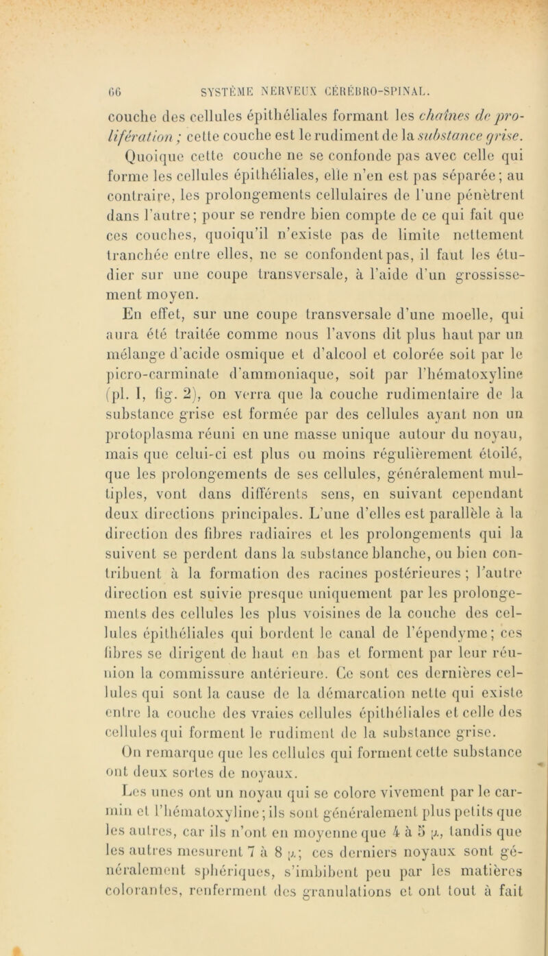 couche dos cellules épithéliales formant les chaînes de pro- lifération ; celte couche est le rudiment de la substance grise. Quoique cette couche ne se confonde pas avec celle qui forme les cellules épithéliales, elle n’en est pas séparée; au contraire, les prolongements cellulaires de l’une pénètrent dans l’autre; pour se rendre bien compte de ce qui fait que ces couches, quoiqu’il n’existe pas de limite nettement tranchée entre elles, ne se confondent pas, il faut les étu- dier sur une coupe transversale, à l’aide d’un grossisse- ment moyen. En effet, sur une coupe transversale d’une moelle, qui aura été traitée comme nous l’avons dit plus haut par un mélange d’acide osmique et d’alcool et colorée soit par le picro-carminate d’ammoniaque, soit par l’hématoxyline ( ])1. 1, tig. 2), on verra que la couche rudimentaire de la substance grise est formée par des cellules ayant non un protoplasma réuni en une masse unique autour du noyau, mais que celui-ci est plus ou moins régulièrement étoilé, que les prolongements de ses cellules, généralement mul- tiples, vont dans différents sens, en suivant cependant deux directions principales. L’une d’elles est parallèle à la direction des fibres radiaires et les prolongements qui la suivent se perdent dans la substance blanche, ou bien con- tribuent à la formation des racines postérieures ; rautre direction est suivie presque uniquement par les prolonge- ments des cellules les plus voisines de la couche des cel- lules épithéliales qui bordent le canal de l’épendyme; ces libres se dirigent de haut en bas et forment par leur réu- nion la commissure antérieure. Ce sont ces dernières cel- lules qui sont la cause de la démarcation nette qui existe entre la couche des vraies cellules épithéliales et celle des cellules qui forment le rudiment de la substance grise. On remarque que les cellules qui forment cette substance ont deux sortes de noyaux. Les unes ont un noyau qui se colore vivement par le car- min et riiématoxyliue ; ils sont généralement plus petits que les autres, car ils n’ont en moyenne que 4 à 5 \j., tandis que les autres mesurent 7 à 8 ces derniers noyaux sont gé- néralement sphériques, s’imbibent peu par les matières colorantes, renferment des granulations et ont tout à fait