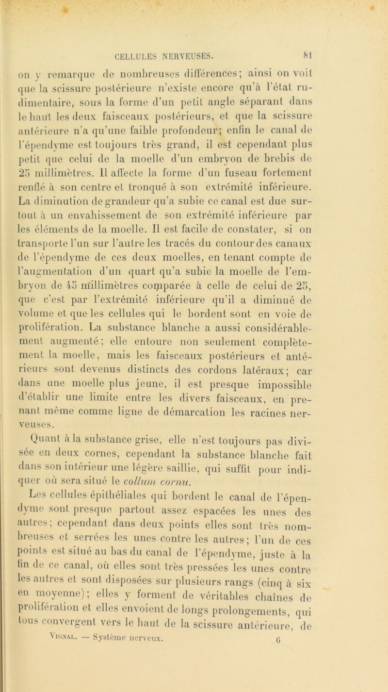 on y remarqno de nombreuses diHerences; ainsi on voit que la scissure postérieure n’existe encore qu’à l’état ru- dimentaire, sous la forme d’un petit angle séparant dans le liant les deux faisceaux postérieurs, et que la scissure antérieure n’a qu’une faible profondeur; enfin le canal de l’épendyme est toujours très grand, il est cependant plus petit que celui de la moelle d’un embryon de brebis de 25 millimètres. 11 affecte la forme d’un fuseau fortement renflé à son centre et tronqué à son extrémité inférieure. La diminution de grandeur qu’a subie ce canal est due sur- tout à un envahissement de son extrémité inférieure pai' les éléments de la moelle. Il est facile de constater, si on transporte l’un sur l’autre les tracés du contour des canaux de l’épendyme de ces deux moelles, en tenant compte de l’augmentation d’un quart qu’a subie la moelle de l’em- bryon de 45 iriillimètres comparée à celle de celui de 25, que c’est par l’extrémité inférieure qu’il a diminué de volume et que les cellules qui le bordent sont en voie de prolifération. La substance blanche a aussi considérable- ment augmenté; elle entoure non seulement complète- ment la moelle, mais les faisceaux postérieurs et anté- rieurs sont devenus distincts des cordons latéraux; car dans une moelle plus jeune, il est presque impossible d’établir une limite entre les divers faisceaux, en pre- nant meme comme ligne de démarcation les racines ner- veuses. Quant à la substance grise, elle n’est toujours pas divi- sée en deux cornes, cependant la substance blanche fait dans son intérieur une légère saillie, qui suffit pour indi- quer où sera situé le collum cornu. Les cellules épithéliales qui bordent le canal de l’épen- dyme sont presque partout assez espacées les unes des autres; cependant dans deux points elles sont très nom- breuses et serrées les unes contre les autres; Lun de ces points est situé au bas du canal de l’épendyme, juste à la lin de ce canal, où elles sont très pressées les unes contre les autres et sont disposées sur plusieurs rangs (cinq à six en moyenne) ; elles y forment de véritables chaînes de prolifération et elles envoient de longs prolongements, qui tous convergent vers le haut de la scissure antérieure, de ^ iG.-sAL. — Système nerveux. n