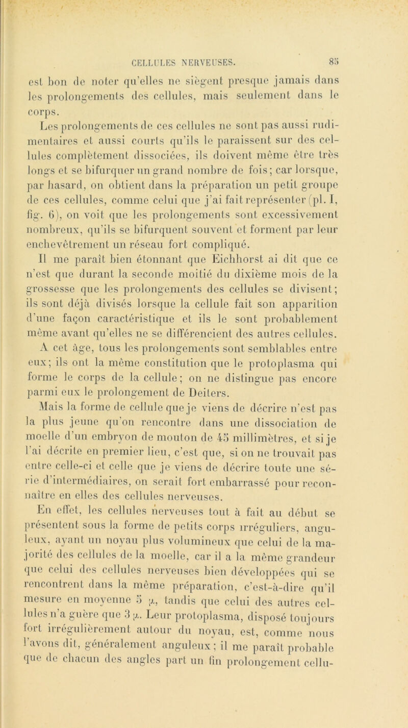 csL bon de noter qu’elles ne siègent pi’esqiu^ jamais dans les prolongements des cellules, mais seulement dans le corps. Les prolongements de ces cellules ne sont pas aussi rudi- mentaires et aussi courts qu’ils le paraissent sur des cel- lules complètement dissociées, ils doivent même être très longs et se bifarquenmgrand nombre de fois; car lorsque, par hasard, on obtient dans la préparation un petit groupe de ces cellules, comme celui que j’ai fait représenter fpl. I, fig. 6), on voit que les prolongements sont excessivement nombreux, qu’ils se bifurquent souvent et forment par leur encbevètrement un réseau fort compliqué. Il me paraît bien étonnant que Eicbliorst ai dit que ce n’est que durant la seconde moitié du dixième mois de la grossesse que les prolongements des cellules se divisent; ils sont déjcà divisés lorsque la cellule fait son apparition d’une façon caractéristique et ils le sont probablement môme avant qu’elles ne se ditTérencient des autres cellules. A cet âge, tous les prolongements sont semblables entre eux; ils ont la meme constitution que le protoplasma qui forme le corps de la cellule ; on ne distingue pas encore parmi eux le prolongement de Deiters. Mais la forme de cellule que je viens de décrire n’est pas la plus jeune qu’on rencontre dans une dissociation de moelle d’un embryon de mouton de 45 millimètres, et si je 1 ai décrite en premier lieu, c’est que, si on ne trouvait pas entre celle-ci et celle que je viens de décrire toute une sé- rie d’intermédiaires, on serait fort embarrassé pour recon- naître en elles des cellules nerveuses. En etfet, les cellules nerveuses tout à fait au début se présentent sous la forme de petits corps irréguliers, angu- leux, ayant un noyau plus volumineux que celui de la ma- jorité des cellules de la moelle, car il a la même grandeur que celui des cellules nerveuses bien développées qui se rencontrent dans la meme préparation, c’est-à-dire qu’il mesuie en moyenne o |i., tandis que celui des autres cel- lidesn’a guère que 3 ;i.. Leur protoplasma, disposé toujours fort irrégulièrement autour du noyau, est, comme nous l’avons dit, généralement anguleux'; il me paraît probable que de cliacun des angles part un lin prolongement cellu-