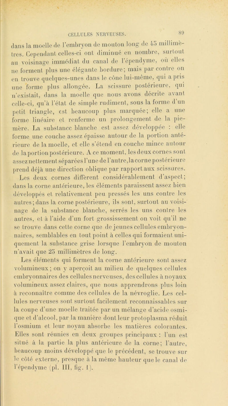 dans la moelle de rcmhryon de montoii long de 4o millimè- tres. Cependant celles-ci ont diminné en nombre, snrlont an voisinage immédiat du canal de 1 épendyme, on elles ne forment plus une élégante bordure; mais par conlrc on en trouve quelques-unes dans le cône lui-môme, qui a pris une forme plus allongée. La scissure postérieure, qui n’existait, dans la moelle que nous avons décrite avant celle-ci, qu’à l’état de simple rudiment, sous la forme d’un petit triangle, est beaucoup plus marquée; elle a une forme linéaii’C et renferme un prolongement de la pic- mère. La substance blanche est assez développée ; elle forme une couebe assez épaisse autour de la portion anté- rieure de la moelle, et elle s’étend en couche mince autour de la portion postérieure. A ce moment, les deux cornes sont assez nettement séparées rime de l’autre, la corne postérieure prend déjà une direction oblique par rapport aux scissures. Les deux cornes diiïèrent considérablement d’aspect; dans la corne antérieure, les éléments paraissent assez bien développés et relativement peu pressés les uns contre les antres; dans la corne postérieure, ils sont, surtout au voisi- nage de la substance blancbe, serrés les uns contre les autres, et à l’aide d’un fort grossissement on voit qu'il ne se trouve dans cette corne que de jeunes cellules embryon- naires, semblables en tout point à celles qui formaient uni- quement la substance grise lorsque l’embryon de mouton n’avait que 25 millimètres de long. Les éléments qui forment la corne antérieure sont assez volumineux; on y aperçoit au milieu de quelques cellules embryonnaires des cellules nerveuses, des cellules à noyaux volumineux assez claires, que nous apprendrons plus loin à reconnaître comme des cellules de la névroglie. Les cel- lules nerveuses sont surtout facilement reconnaissables sur la coupe d’une moelle traitée par nn mélange d’acide osmi- que et d’alcool, par la manière dont leur protoplasma réduit l’osmium et leur noyau absorbe les matières colorantes. Elles sont réunies en deux groupes principaux : l’iin est situé à la partie la plus antérieure de la corne; l’antre, beaucoup moins développé que le précédent, se trouve sur le côté externe, presque à la meme hauteur que le canal de l’épendyme (pl. ill, bg. I).