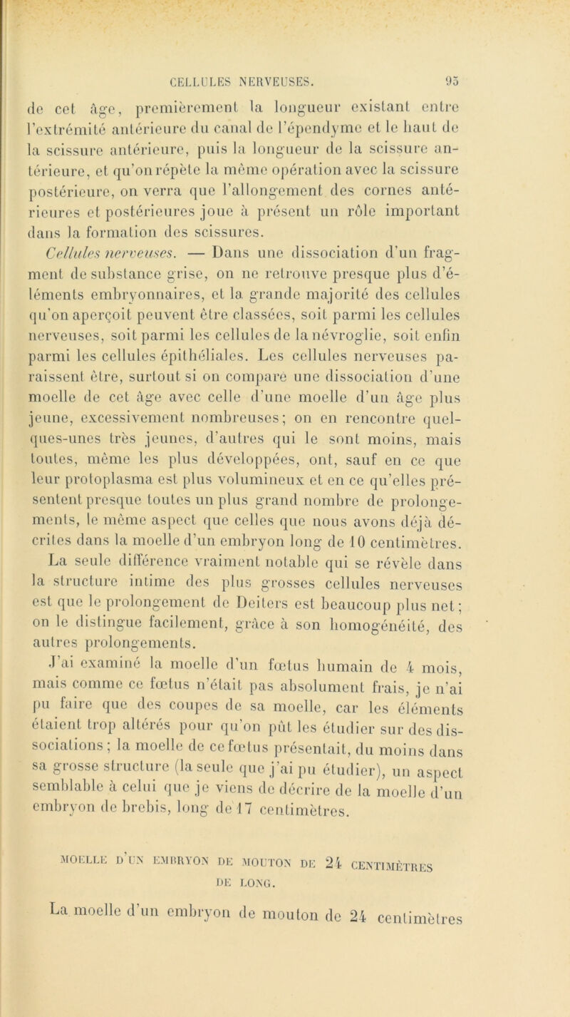 (le cel âge, premièrcmenl la longueur existant entre l’extrémité antérieure du canal de l’épendyme et le haut de la scissure antérieure, puis la longueur de la scissure an- térieure, et qu’on répète la même opération avec la scissure postérieure, on verra que l’allongement des cornes anté- rieures et postérieures joue à présent un rôle important dans la formation des scissures. Cfdlules 7ierveuses. — Dans une dissociation d’un frag- ment de substance grise, on ne retrouve presque plus d’é- léments embryonnaires, et la grande majorité dos cellules qu’on aperçoit peuvent être classées, soit parmi les cellules nerveuses, soit parmi les cellules do lanévroglie, soit enfin parmi les cellules épithéliales. Les cellules nerveuses pa- raissent être, surtout si on comparé une dissociation d’une moelle de cet âge avec celle d’une moelle d’un âge plus jeune, excessivement nombreuses; on en rencontre quel- ques-unes très jeunes, d’autres qui le sont moins, mais toutes, même les plus développées, ont, sauf en ce que leur protoplasma est plus volumineux et en ce qu’elles pré- sentent presque toutes un plus grand nombre de prolonge- ments, le même aspect que celles que nous avons déjà dé- crites dans la moelle d’un embryon long de 10 centimètres. La seule différence vraiment notable qui se révèle dans la structure intime des plus grosses cellules nerveuses est que le prolongement de Deiters est beaucoup plus net; on le distingue facilement, grâce à son bomogénéité, des autres prolongements. J ai examiné la moelle d’un fœtus humain de 4 mois, mais comme ce fœtus n’était pas absolument frais, je n’ai pu faire que des coupes de sa moelle, car les éléments étaient trop altérés pour qu’on pût les étudier sur des dis- sociations ; la moelle de ce fœtus présentait, du moins dans sa grosse structure (la seule que j’ai pu étudier), un aspect semblable à celui que je viens de décrire de la moelle d’un embryon de brebis, long de 17 centimètres. MOELLE d’uX EMIiRVOX DE MOUTON DE DE LONG. CENTIMÈTRES La moelle d’un embryon de mouton de 2i centimètres