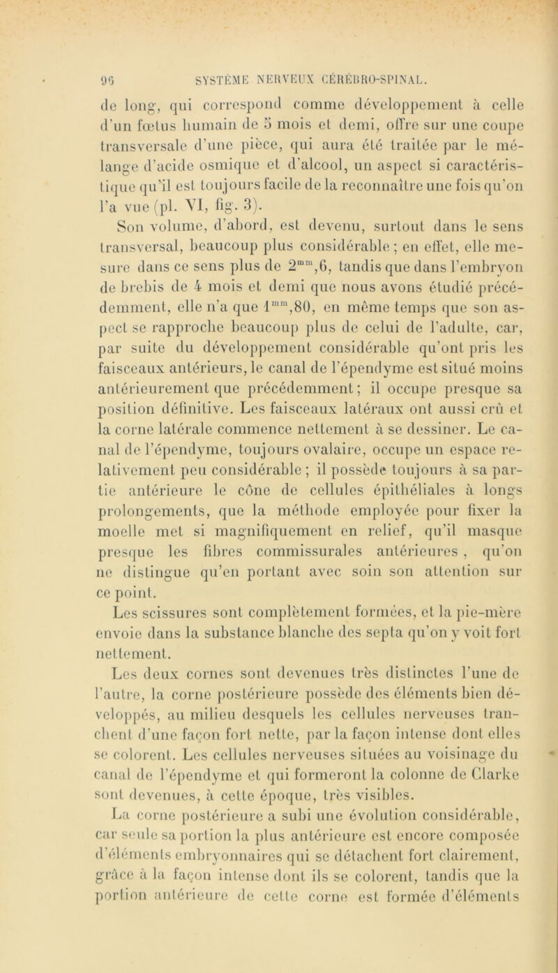 de long’, qui coiTOSpond comme développemenl à celle d’un fœtus humain de 5 mois et demi, otTre sur une coupe transversale d’une pièce, qui aura été traitée j)ar le mé- lange d’acide osmique et d’alcool, un aspect si caractéris- tique qu'il est tou jours tacile de la reconnaître une fois qu’on l’a vue (pl. VI, lig- 3). Son volume, d’abord, est devenu, surtout dans le sens transversal, beaucoup plus considérable; en elfet, elle me- sure dans ce sens plus de tandis que dans reinbryoïi de brebis de 4 mois et demi que nous avons étudié précé- demment, elle n’a que 1““,80, en même temps que son as- pect se rapproche beaucoup plus de celui de l’adulte, car, par suite du dévelopj)ement considérable qu’ont pris les faisceaux antérieurs, le canal de l’épendyme est situé moins antérieurement que précédemment; il occupe presque sa position définitive. Les faisceaux latéraux ont aussi crû et la corne latérale commence nettement à se dessiner. Le ca- nal de répendyme, toujours ovalaire, occupe un espace re- lativement peu considérable ; il possède toujours à sa par- tie antérieure le cône de cellules épithéliales à longs prolongements, que la méthode employée pour fixer la moelle met si magnifiquement en relief, qu’il masque presque les fibres commissurales antérieures , qu’on ne distingue qu’en portant avec soin son attention sur ce point. Les scissures sont complètement formées, et la pie-mère envoie dans la substance blanche des sep ta qu’on y voit fort nettement. Les deux cornes sont devenues très distinctes l’une de l’autre, la corne postérieure possède des éléments bien dé- veloppés, au milieu desquels les cellules nerveuses tran- chent d’une façon fort nette, par la façon intense dont elles se colorent. Les cellules nerveuses situées au voisinage du canal de l’épendyme et qui formeront la colonne de Clarke sont devenues, à cette époque, très visibles. La corne jiostérieure a subi une évolution considérable, car seule sa portion la plus antérieure est encore composée d’éléments embryojinaires qui se détachent fort clairemeni, grâce a la façon intense dont ils se colorent, tandis que la portion antérieure de cette corne est formée d’éléments