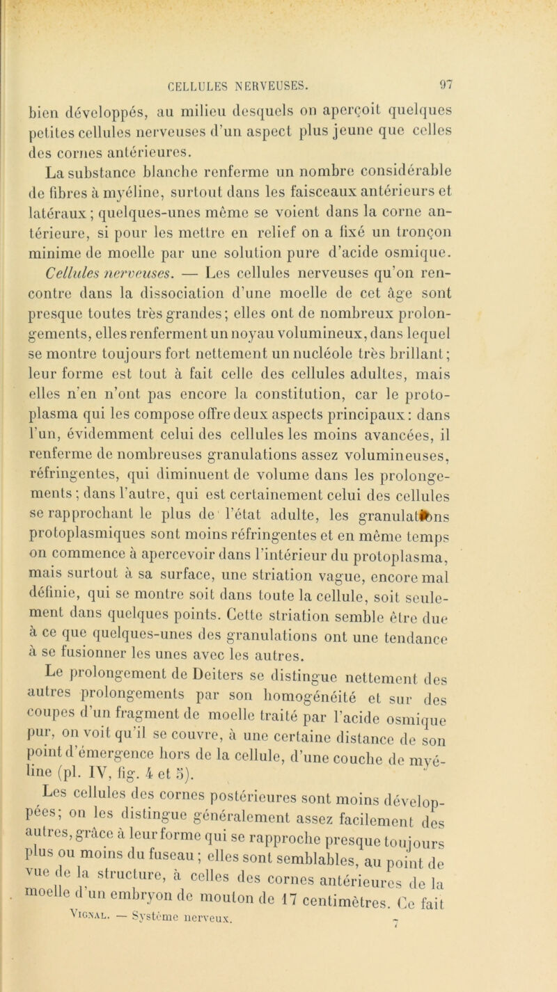 bien développés, au milieu desquels on aperçoit quelques petites cellules nerveuses d’un aspect plus jeune que celles des cornes antérieures. La substance blanche renferme un nombre considérable de fibres à myéline, surtout dans les faisceaux antérieurs et latéraux ; quelques-unes même se voient dans la corne an- térieure, si pour les mettre en relief on a fixé un tronçon minime de moelle par une solution pure d’acide osmique. Cellules nerveuses. — Les cellules nerveuses qu’on ren- contre dans la dissociation d’une moelle de cet âge sont presque toutes très grandes ; elles ont de nombreux prolon- gements, elles renferment un noyau volumineux, dans lequel se montre toujours fort nettement un nucléole très brillant; leur forme est tout à fait celle des cellules adultes, mais elles n’en n’ont pas encore la constitution, car le proto- plasma qui les compose offre deux aspects principaux: dans l’un, évidemment celui des cellules les moins avancées, il renferme de nombreuses granulations assez volumineuses, réfringentes, qui diminuent de volume dans les prolonge- ments ; dans l’autre, qui est certainement celui des cellules se rapprochant le plus de l’état adulte, les granulations protoplasmiques sont moins réfringentes et en même temps on commence à apercevoir dans l’intérieur du protoplasma, mais surtout à sa surface, une striation vague, encore mal définie, qui se montre soit dans toute la cellule, soit seule- ment dans quelques points. Cette striation semble être due à ce que quelques-unes des granulations ont une tendance à se fusionner les unes avec les autres. Le prolongement de Deiters se distingue nettement des autres prolongements par son homogénéité et sur des coupes d’un fragment de moelle traité par l’acide osmique pur, on voit qu’il se couvre, à une certaine distance de son point d’émergence hors de la cellule, d’une couche de mvé- hne (pl. IV, fig. 4 et o). Les cellules des cornes postérieures sont moins dévelop- pées; on les distingue généralement assez facilement des, autres, grâce a leur forme qui se rapproche presque toujours pfus ou moins du fuseau ; elles sont semblables, au point de vue , 0 a stracture, à celles des cornes antérieures de la moelle d un embryon de mouton de 17 centimètres. Ce fait ViCi.NAL. — Système nerveux.