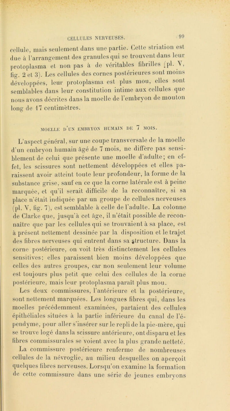 cellule, mais seiilemeut dans une partie. Celte striation est (lue à rarrangement des granules qui se trouvent dans leur protoplasma et non pas h de véritables fdjrilles (pi. V, lig. 2 et 3). Les cellules des cornes postérieures sont moins développées, leur protoplasma est plus mou, elles sont semblables dans leur constitution intime aux cellules que nous avons décrites dans la moelle de l’embryon de mouton long de 17 centimètres. MOELLE d’un EMBRYON HUMAIN DE i MOIS. L’aspect général, sur une coupe transversale de la moelle d’un embryon bumain âgé de 7 mois, ne ditîère pas sensi- blement de celui que présente une moelle d’adulte; en ef- fet, les scissures sont nettement développées et elles pa- raissent avoir atteint toute leur profondeur, la forme de la substance grise, sauf en ce que la corne latérale est à peine marquée, et qu’il serait diflicile de la reconnaître, si sa place n’était indiquée par un groupe de cellules nerveuses ( pl. V, lig. 7), est semblable à celle de l’adulte. La colonne de Clarke que, jusqu’à cet âge, il n’était possible de recon- naître que par les cellules qui se trouvaient à sa place, est à présent nettement dessinée par la disposition et le trajet des fibres nerveuses qui entrent dans sa structure. Dans la corne postérieure, on voit très distinctement les cellules sensitives: elles paraissent bien moins développées que celles des autres groupes, car non seulement leur volume est toujours plus petit que celui des cellules de la corne postérieure, mais leur protoplasma paraît plus mou. Les deux commissures, l’antérieure et la postérieure, sont nettement marquées. Les longues fibres qui, dans les moelles précédemment examinées, partaient des cellules épithéliales situées à la partie inférieure du canal de l’é- pendyme, pour aller s’insérer sur le repli de la pie-mère, qui se trouve logé dans la scissure antérieure, ont disparu et les libres commissurales se voient avec la plus grande netteté. La commissure postérieure renferme de nombreuses cellules de la névroglie, au milieu desquelles on aperçoit quelques fibres nerveuses. Lorsqu’on examine la formation de cette commissure dans une série de jeunes embryons
