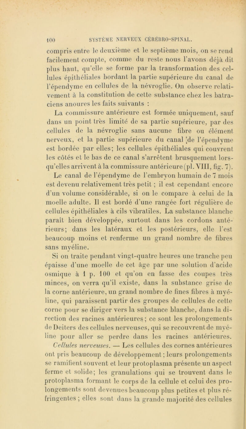 compris entre le deuxième et le septième mois, on se rend facilement compte, comme du reste nous l’avons déjà dit plus haut, qu’elle se forme par la transformation des cel- lules épithéliales bordant la partie supérieure du canal de l’épendyme en cellules de la névroglie. On observe relati- vement à la constitution de cette substance chez les batra- ciens anoures les faits suivants : La commissure antérieure est formée uniquement, sauf dans un point très limité de sa partie supérieure, par des cellules de la névroglie sans aucune libre ou élément nerveux, et la partie supérieure du canal [de l’épendyme est bordée par elles; les cellules épithéliales qui couvrent les côtés et le bas de ce canal s’arrêtent brusquement lors- qu’elles arrivent à la commissure antérieure (pl. VIll, fig. 7). Le canal de l’épendyme de l’embryon humain de 7 mois est devenu relativement très petit ; il est cependant encore d'un volume considérable, si on le compare à celui de la moelle adulte. Il est bordé d’une rangée fort régulière de cellules épithéliales à cils vibratiles. La substance blanche paraît bien développée, surtout dans les cordons anté- rieurs; dans les latéraux et les postérieurs, elle l’est beaucoup moins et renferme un grand nombre de fdjres sans myéline. Si on traite pendant vingt-quatre heures une tranche peu épaisse d’une moelle de cet âge par une solution d’acide osmique à 1 p. 100 et qu’on en fasse des coupes très minces, on verra qu’il existe, dans la substance grise de la corne antérieure, un grand nombre de bues fibres à myé- line, qui paraissent partir des groupes de cellules de cette corne pour se diriger vers la substance blanche, dans la di- rection des racines antérieures ; ce sont les prolongements deDeiters des cellules nerveuses, qui se recouvrent de myé- line pour aller se perdre dans les racines antérieures. Cellules nerveuses. — Les cellules des cornes antérieures ont pris beaucoup de développement; leurs prolongements se ramifient souvent et leur protoplasma présente un aspect terme et solide; les granulations qui se trouvent dans le protoplasma formant le corps de la cellule et celui des pro- longements sont devenues beaucoup plus petites et jilus ré- fringentes ; elles sont dans la grande majorité des cellules